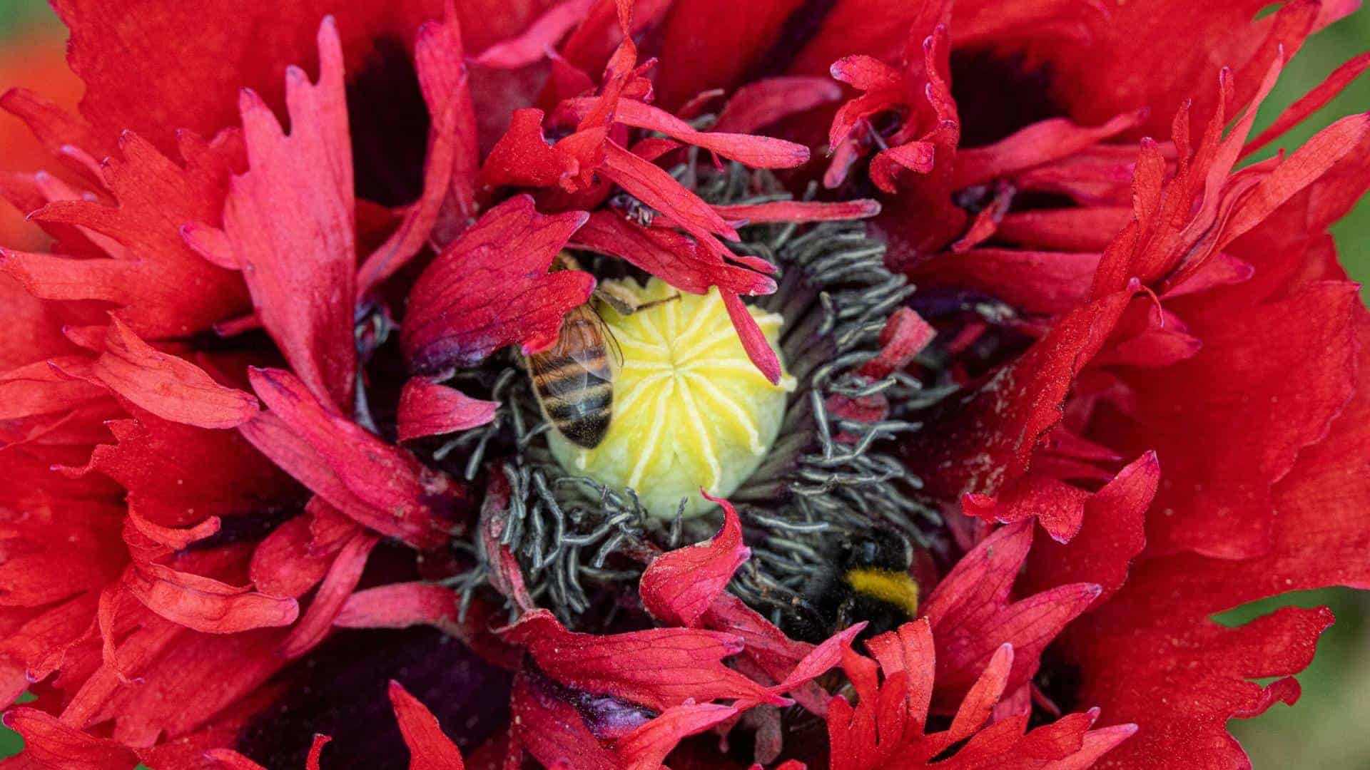 Crimson Feather Poppy Seed (Papaver somniferum) - Image 4