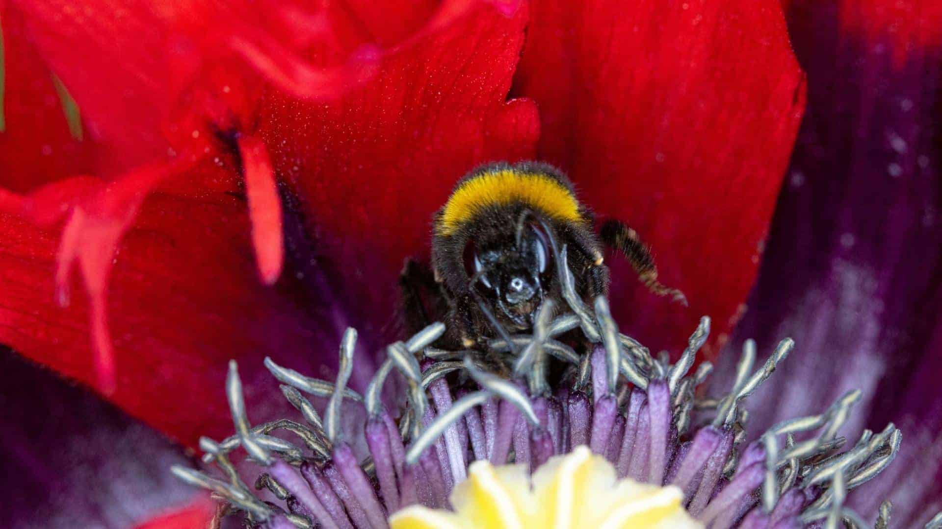 Crimson Feather Poppy Seed (Papaver somniferum) - Image 3