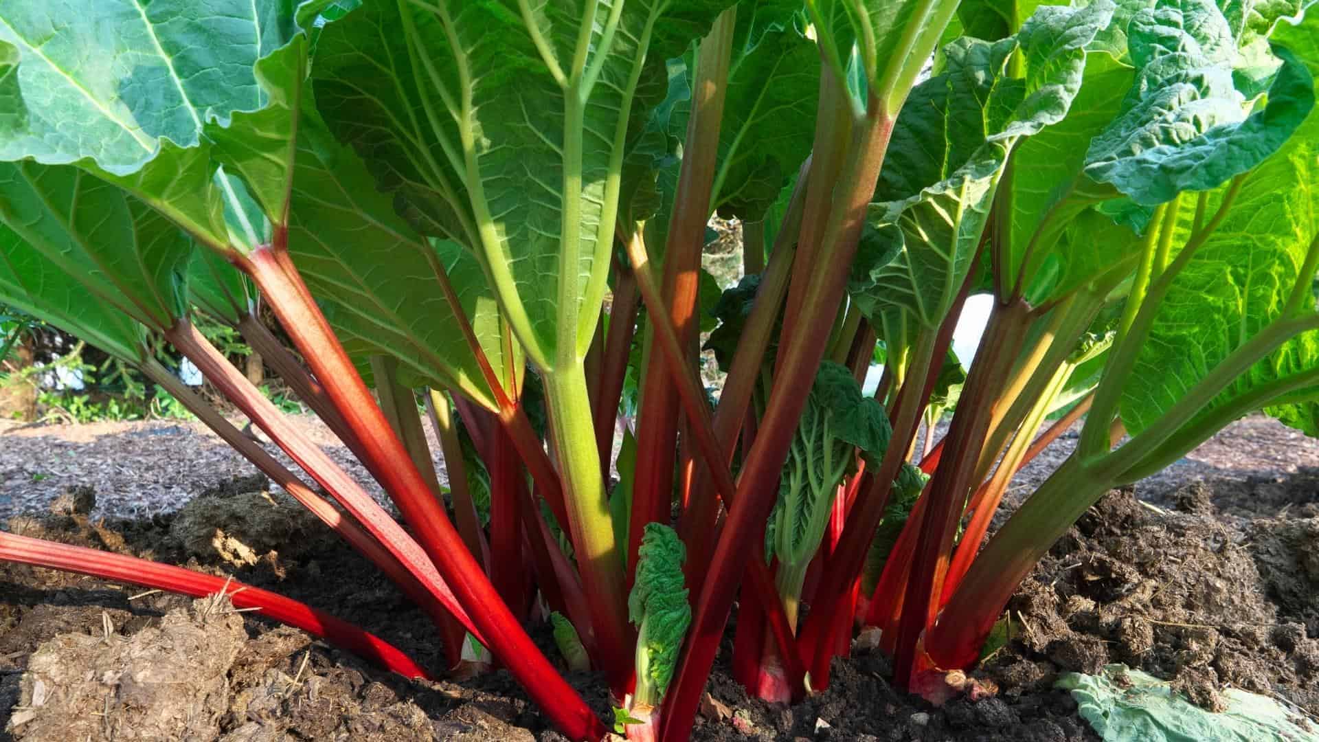 Rhubarb Victoria (Rheum rhabarbarum) - Image 2