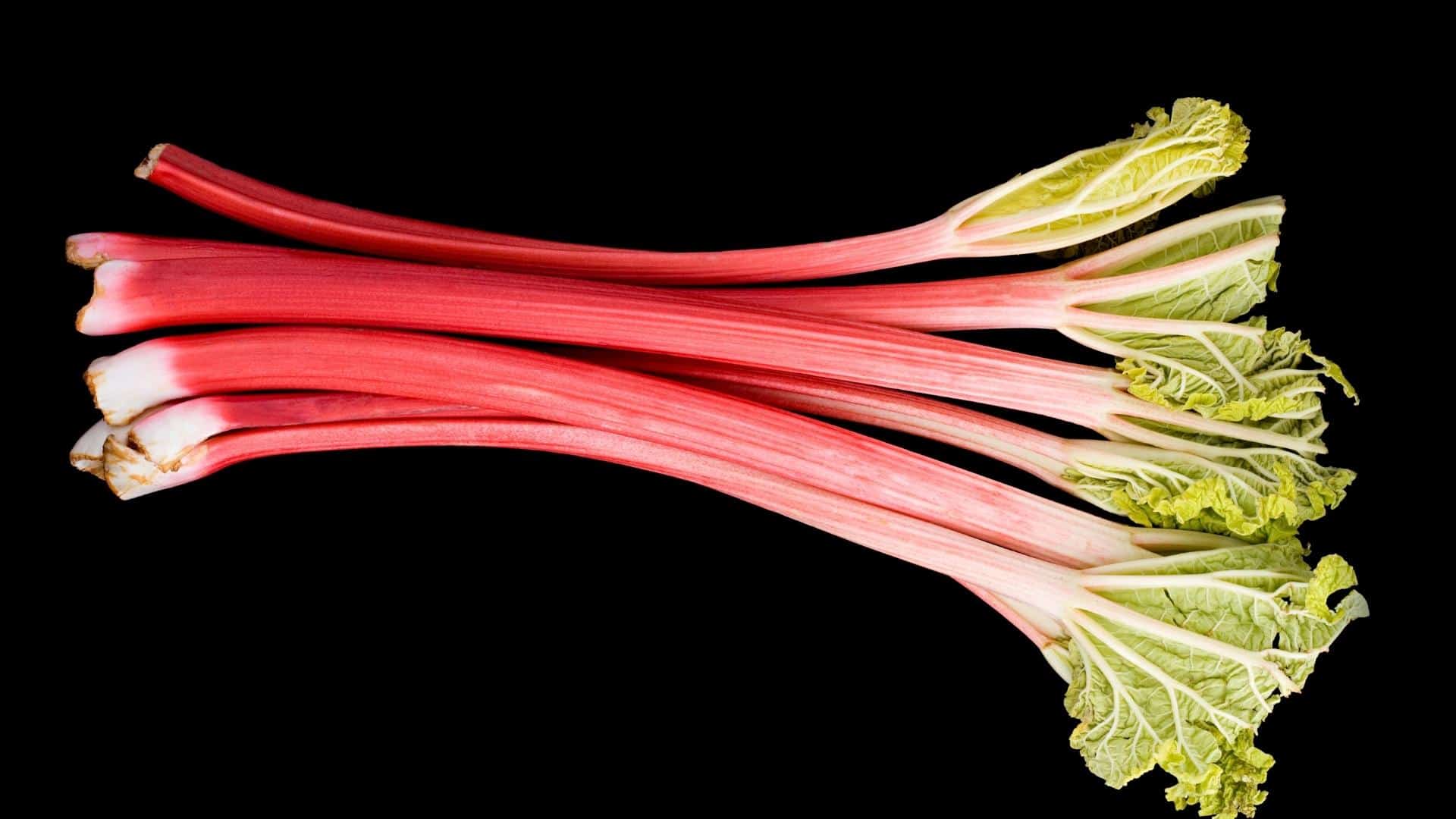 Rhubarb Victoria (Rheum rhabarbarum) - Image 4