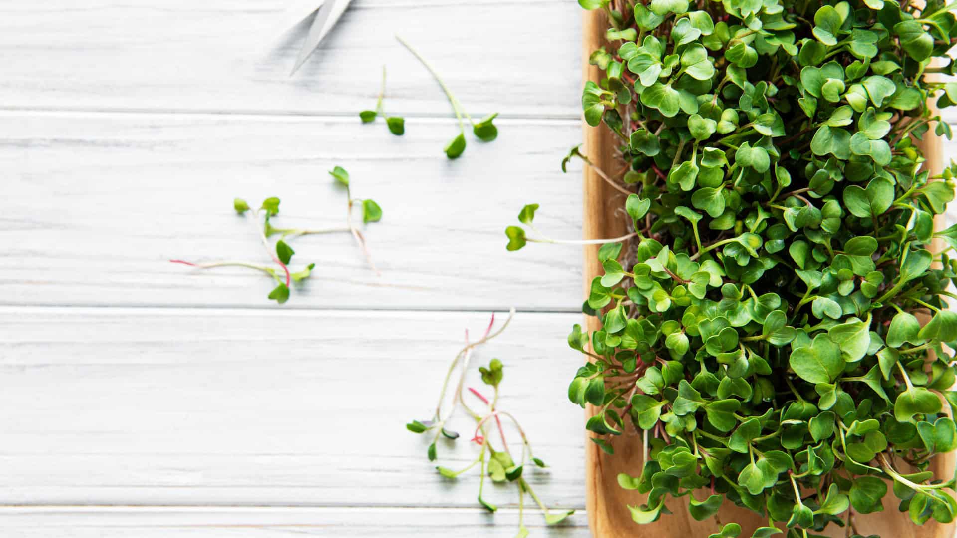 Microgreen Seeds and Online Mini course Includes Shipping