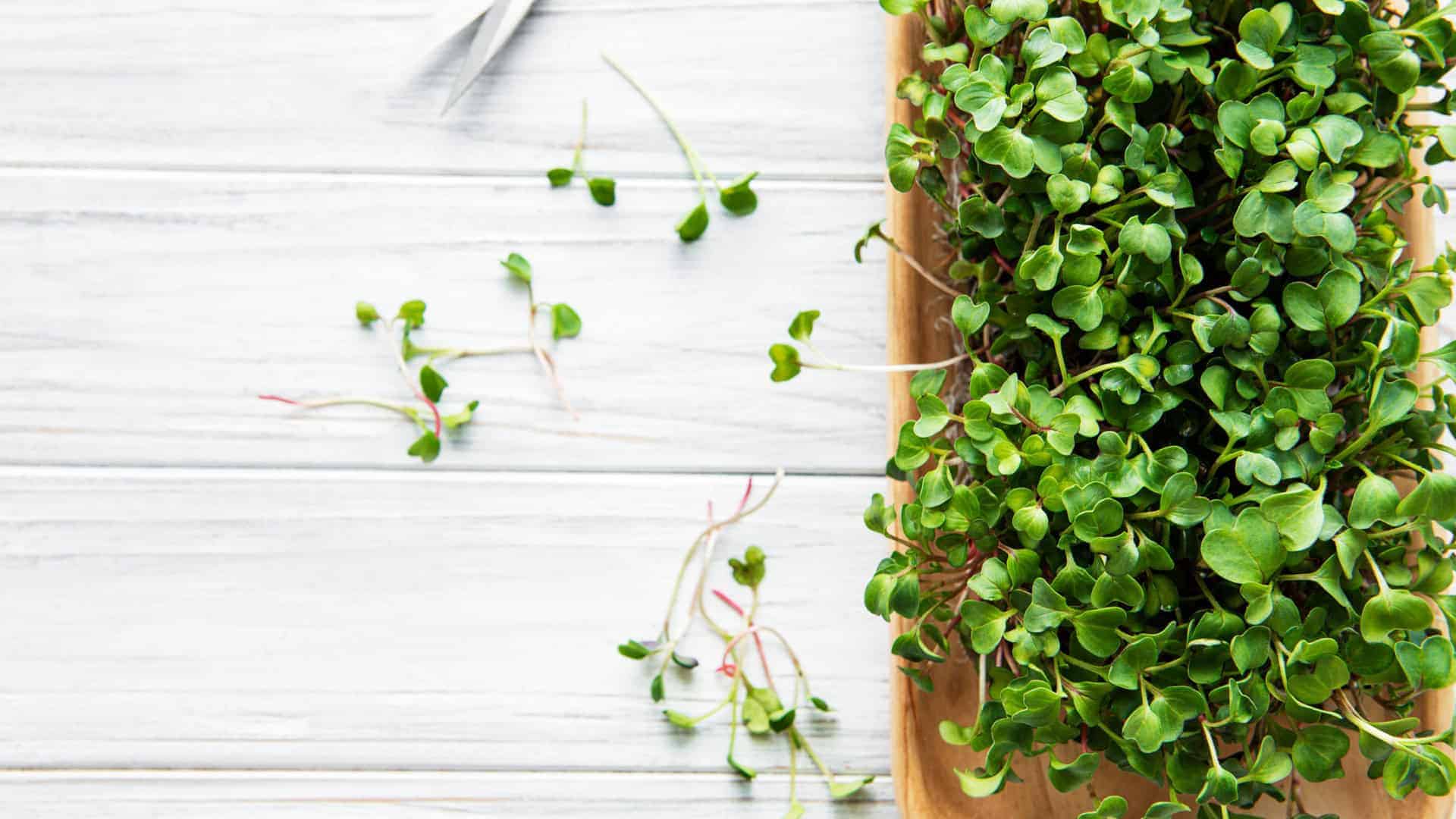 Microgreen Seeds and Online Mini course Includes Shipping - Image 2