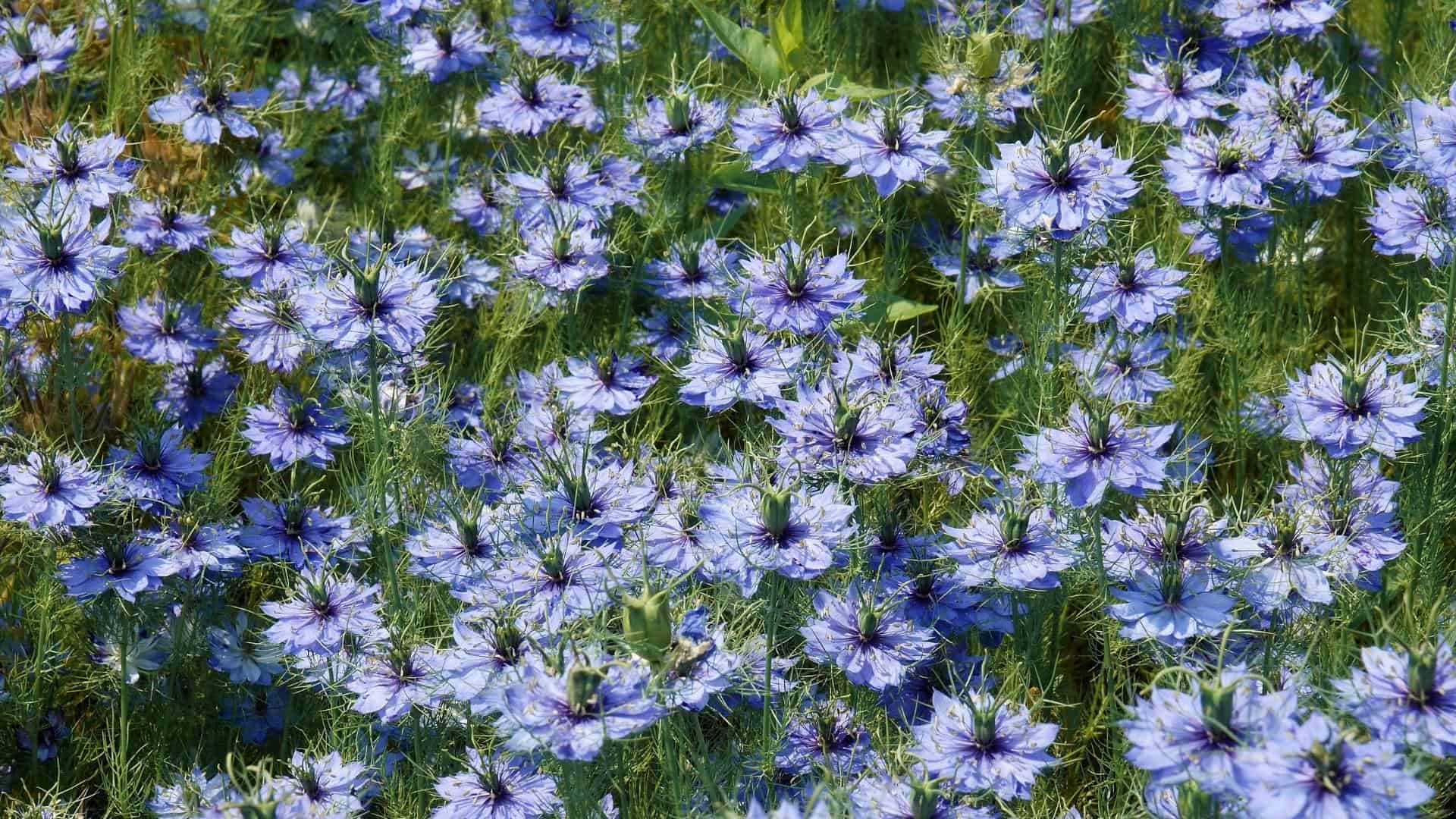 Nigella Love-in-a-mist Delft Blue (Nigella papillosa) - Image 2