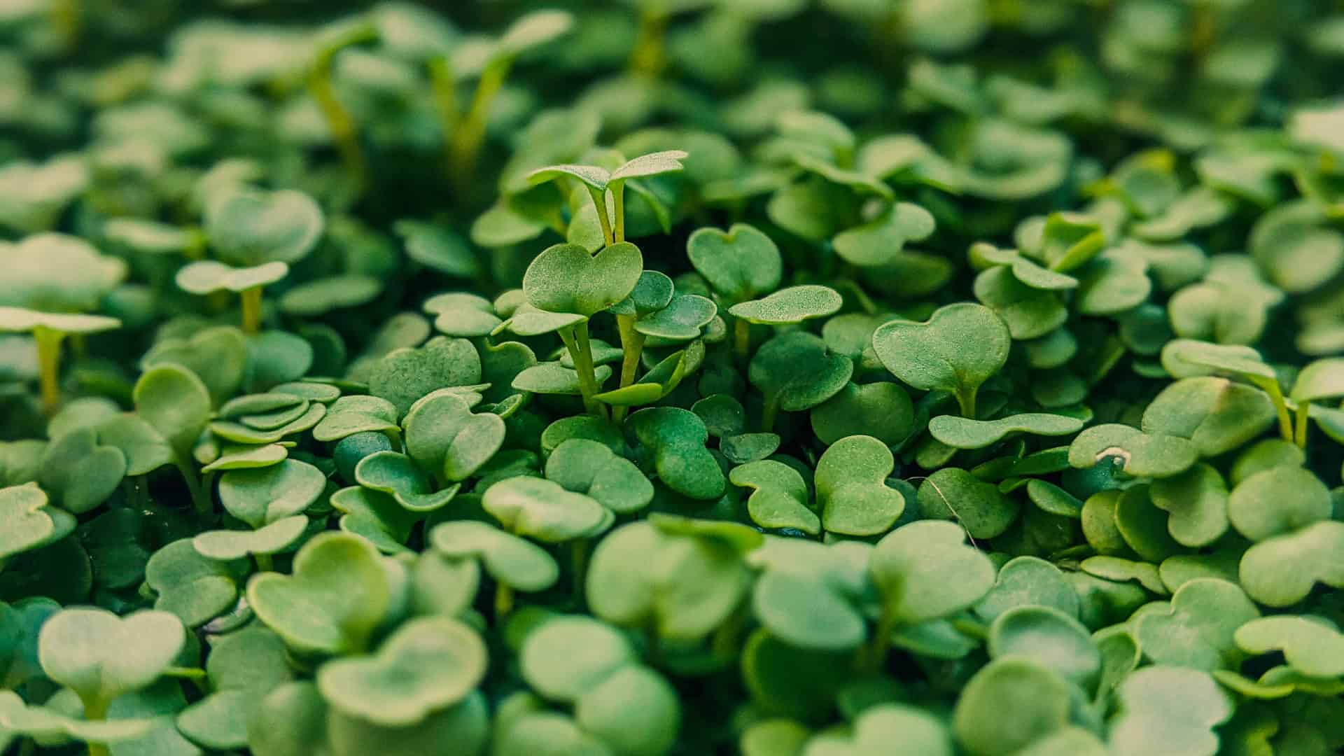 Microgreen Seeds and Online Mini course Includes Shipping - Image 4