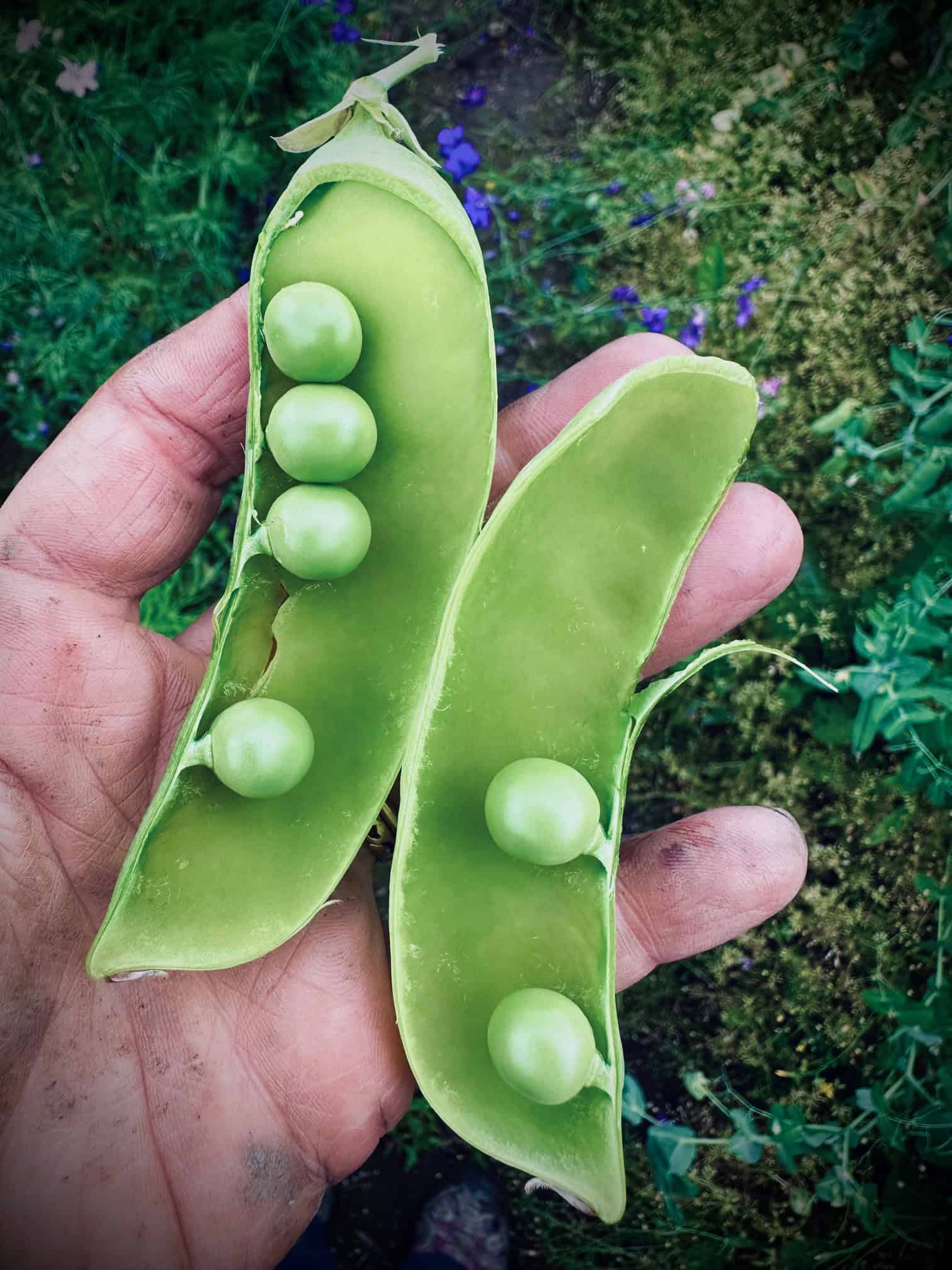 Oregon Giant Pea