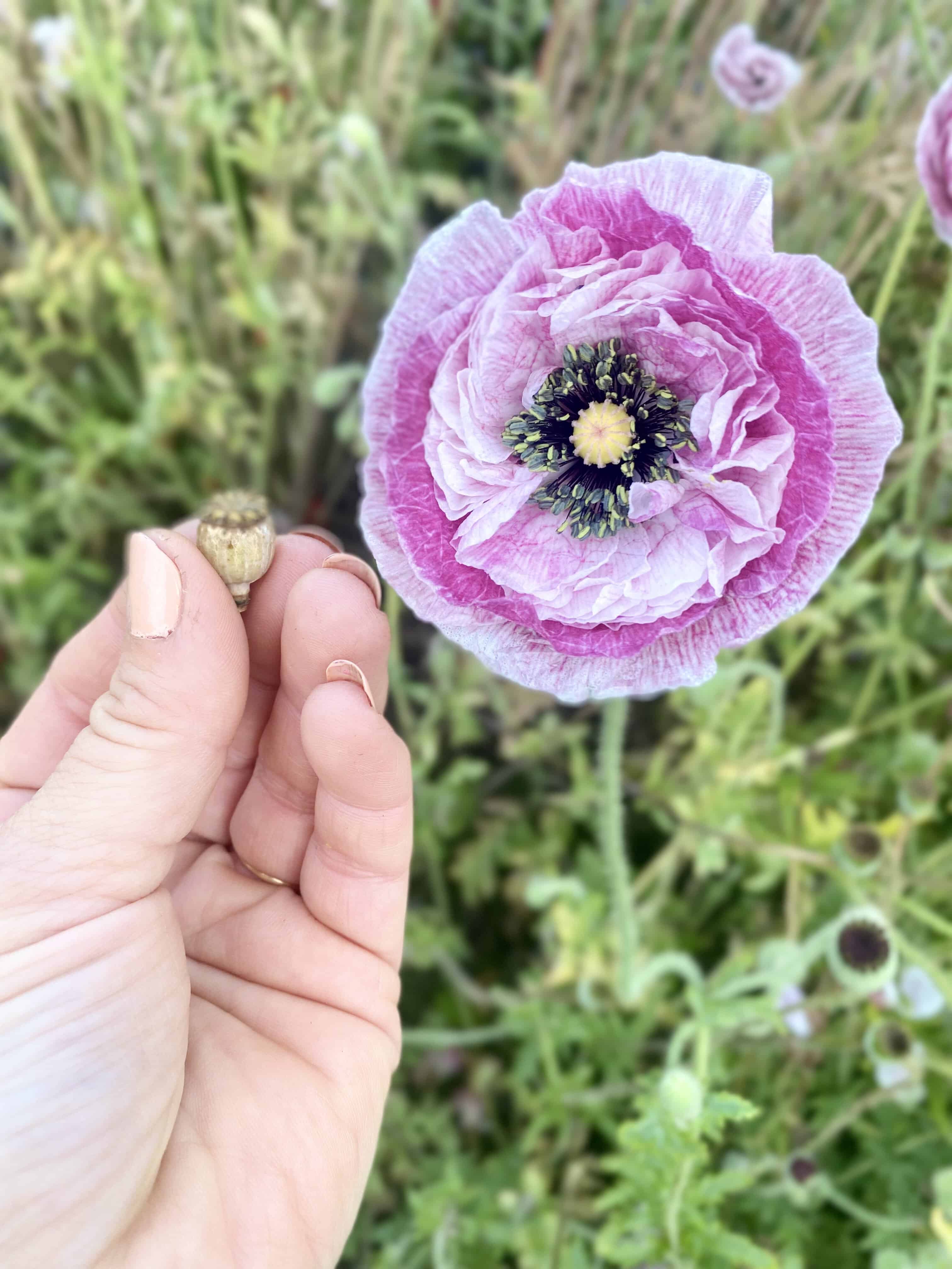 Poppy Seed Blend (Papaver rhoeas) - Image 5