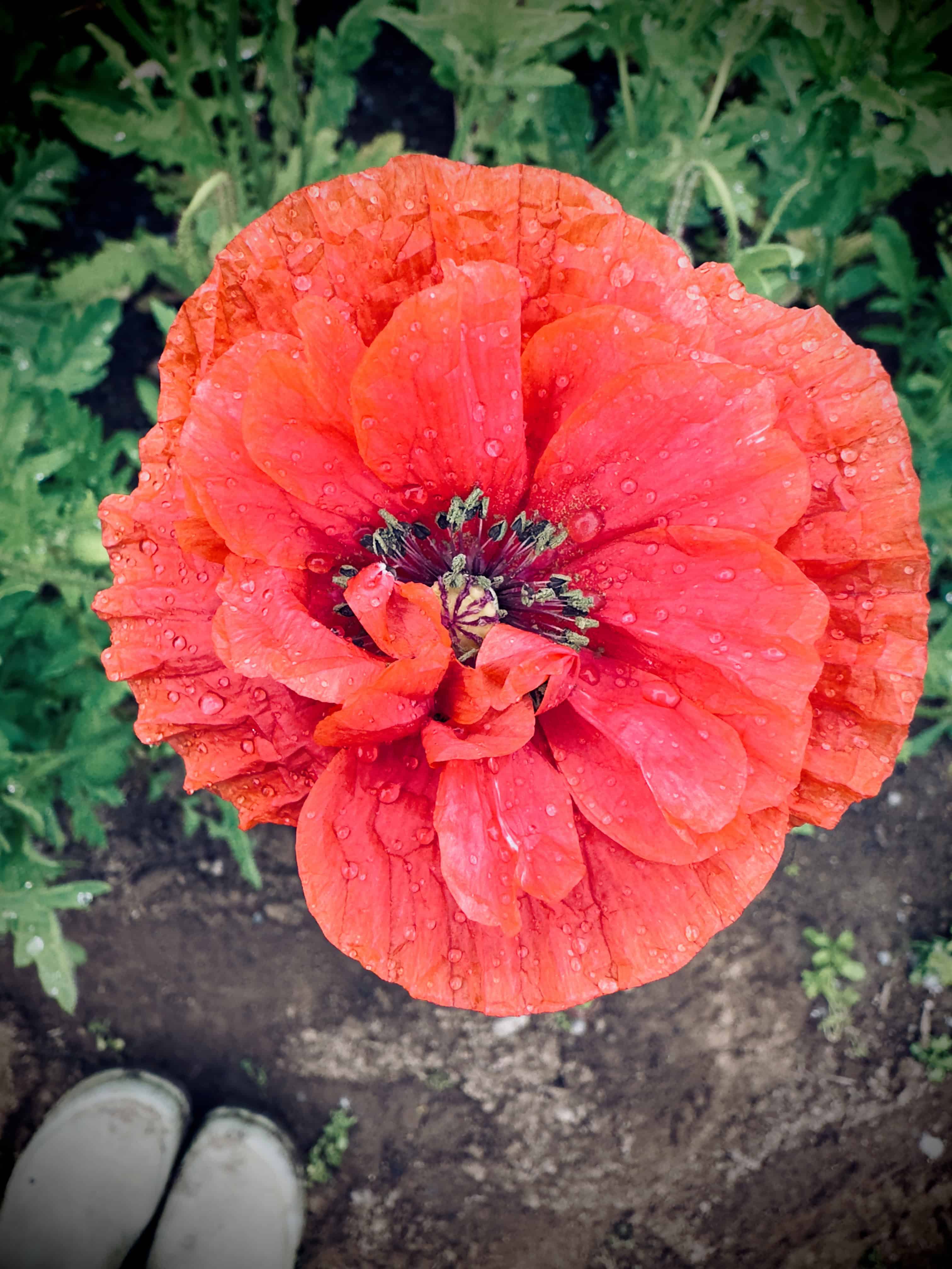 Poppy Seed  Angels' Choir (Papaver rhoeas) - Image 2