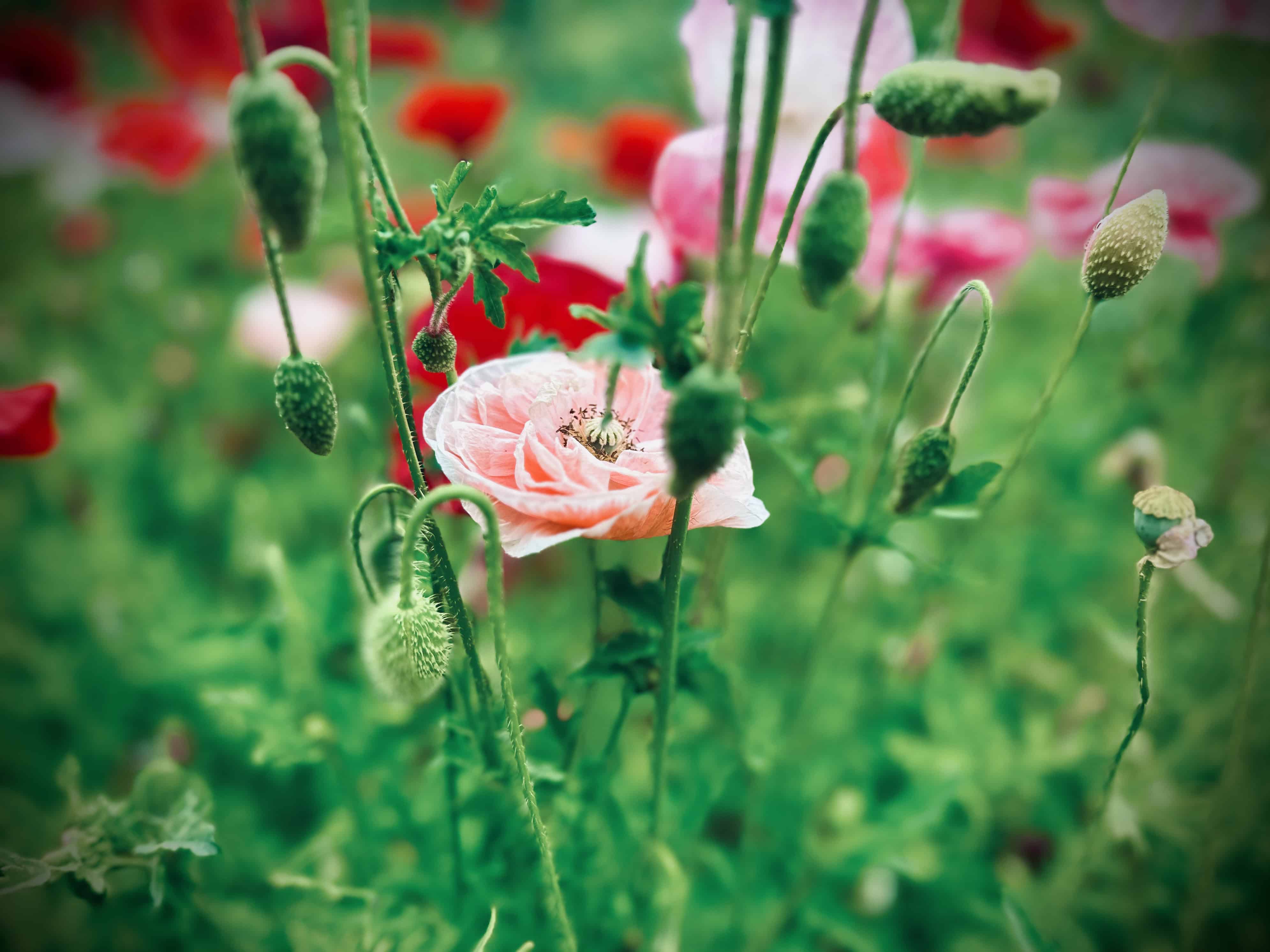 Poppy Seed  Angels' Choir (Papaver rhoeas)