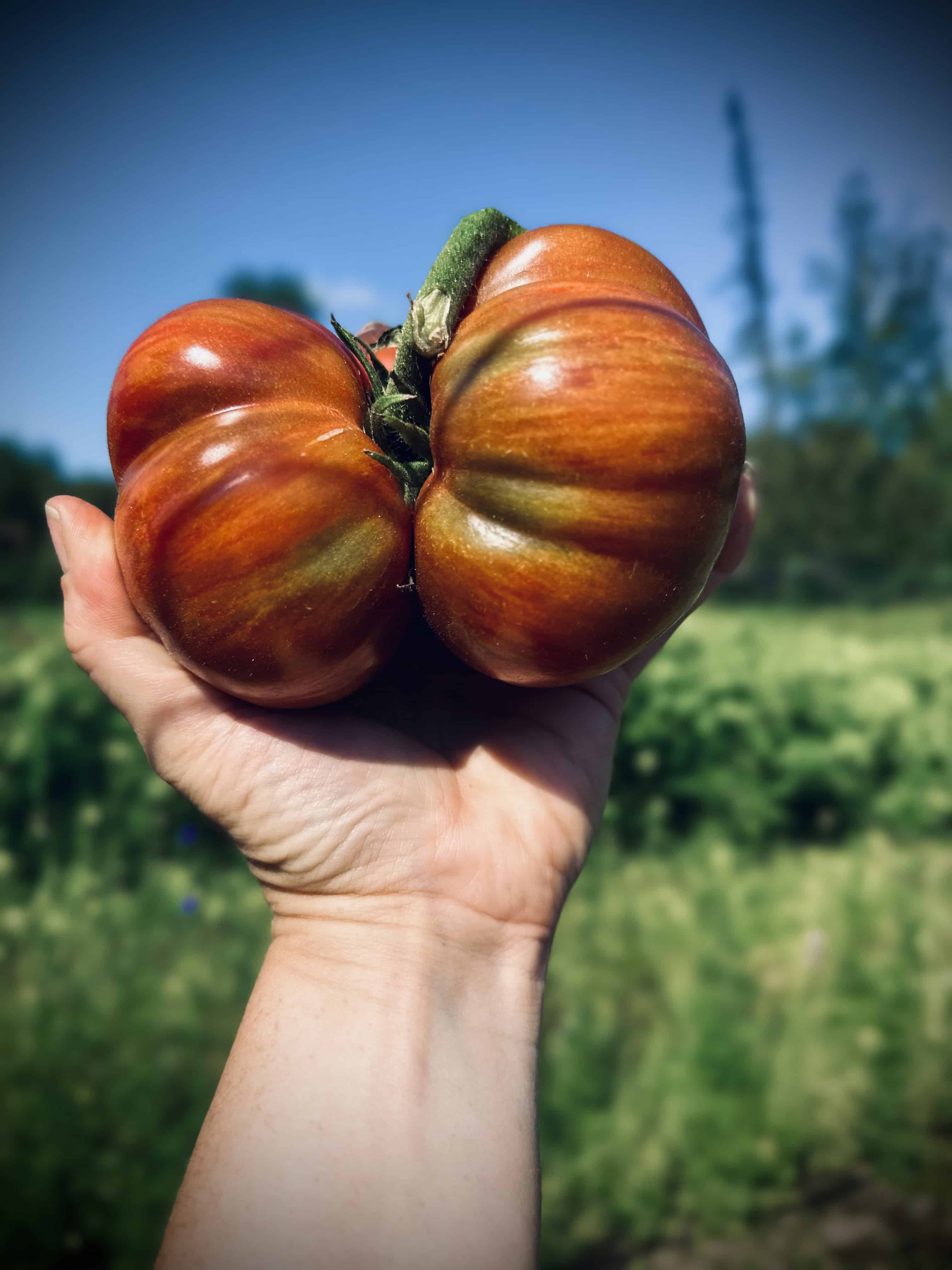 Pink Berkeley Tie Dye Tomato Seed (Solanum lycopersicum) - Image 2