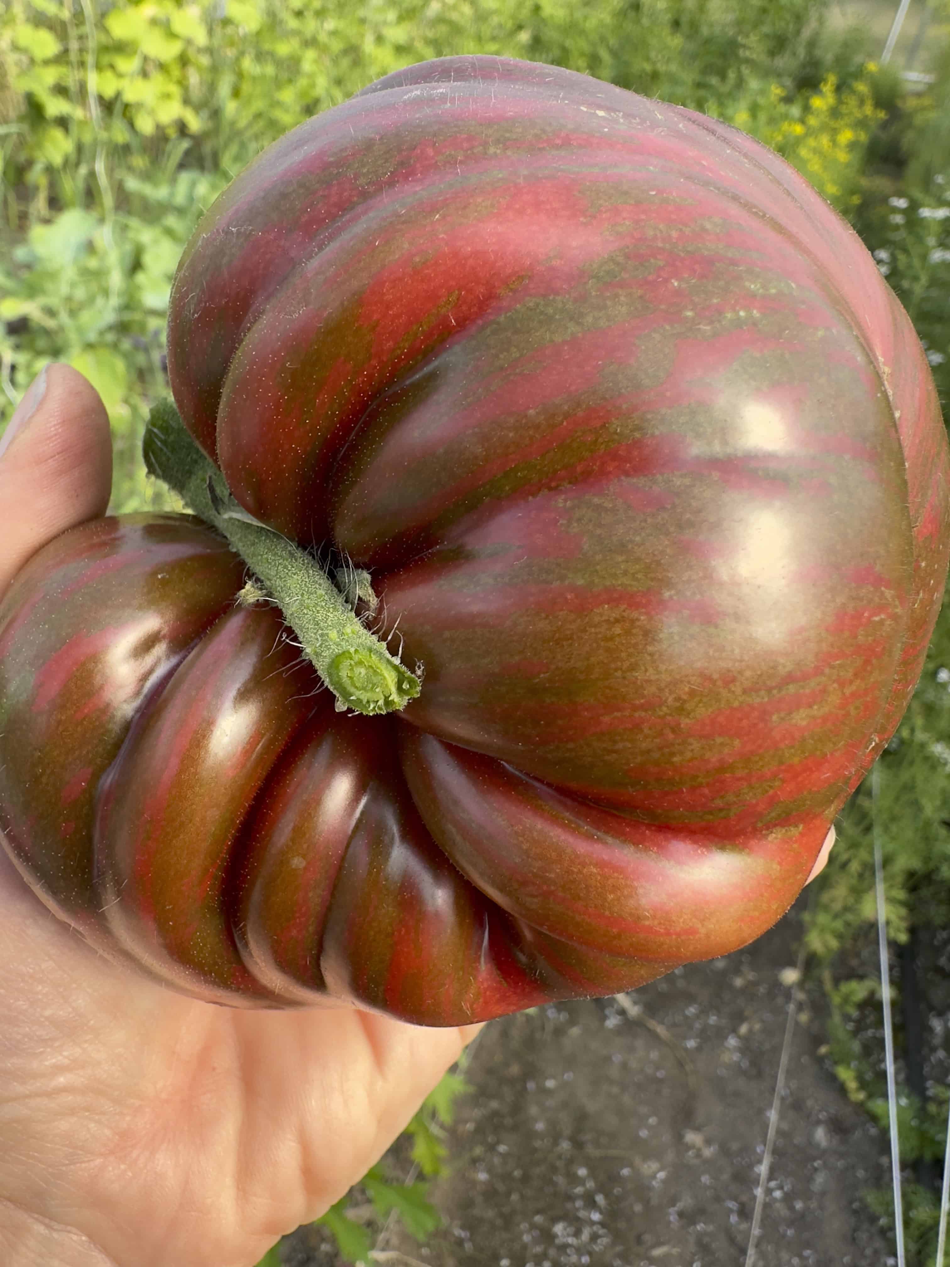 Pink Berkeley Tie Dye Tomato Seed (Solanum lycopersicum) - Image 3