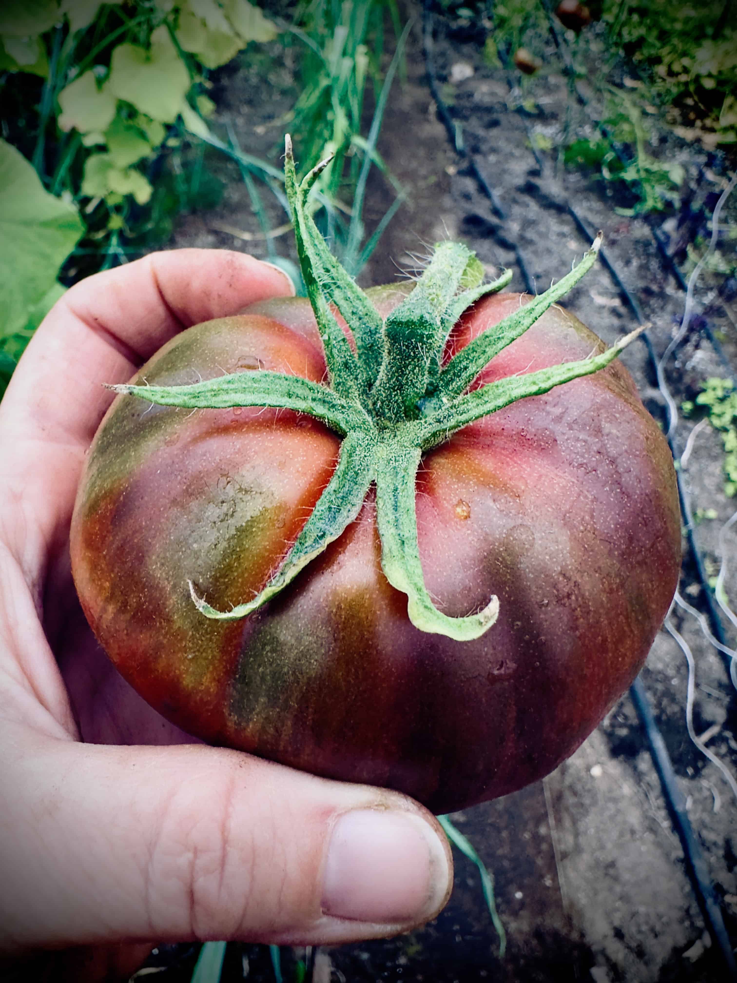 Pink Berkeley Tie Dye Tomato Seed