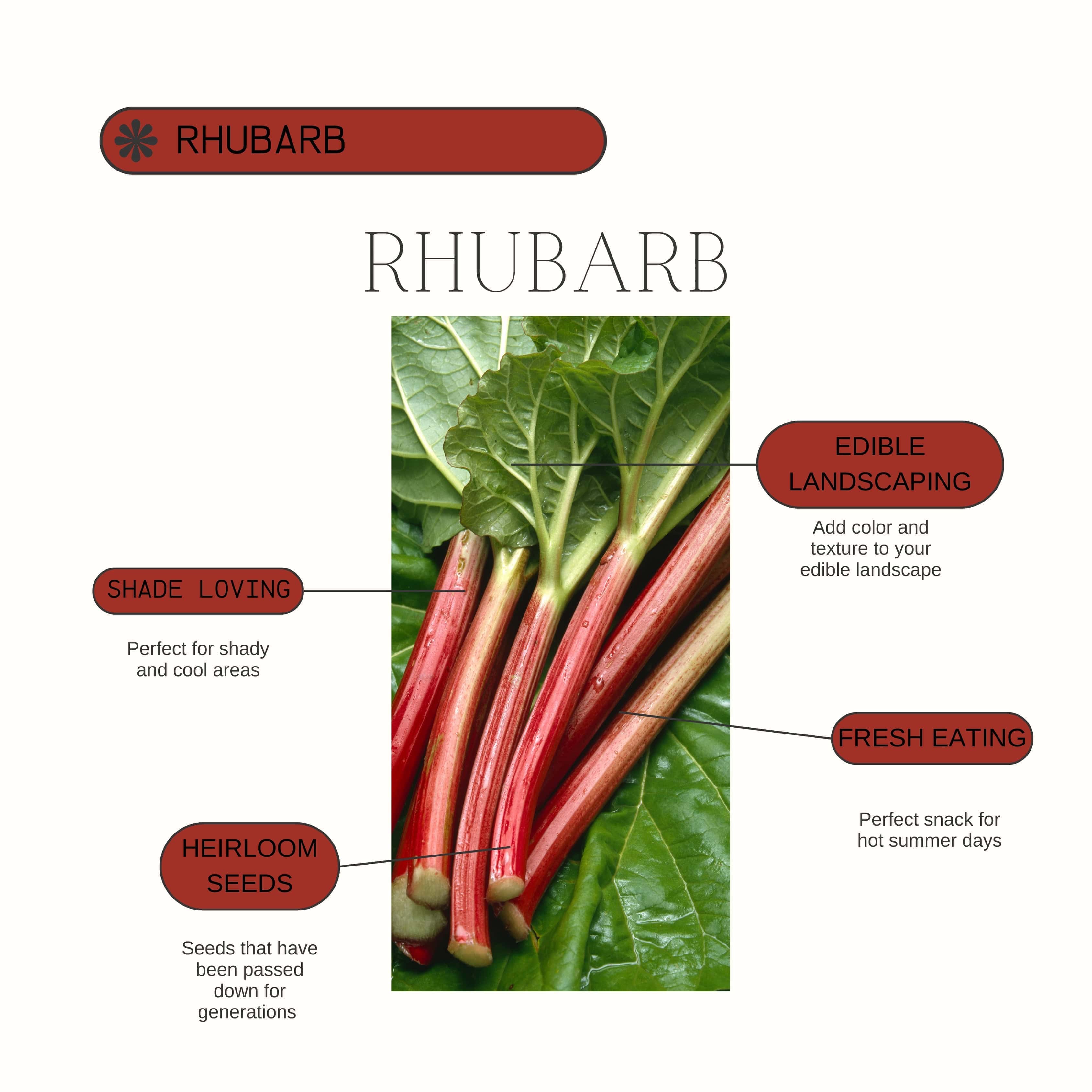 Rhubarb Growing Guide