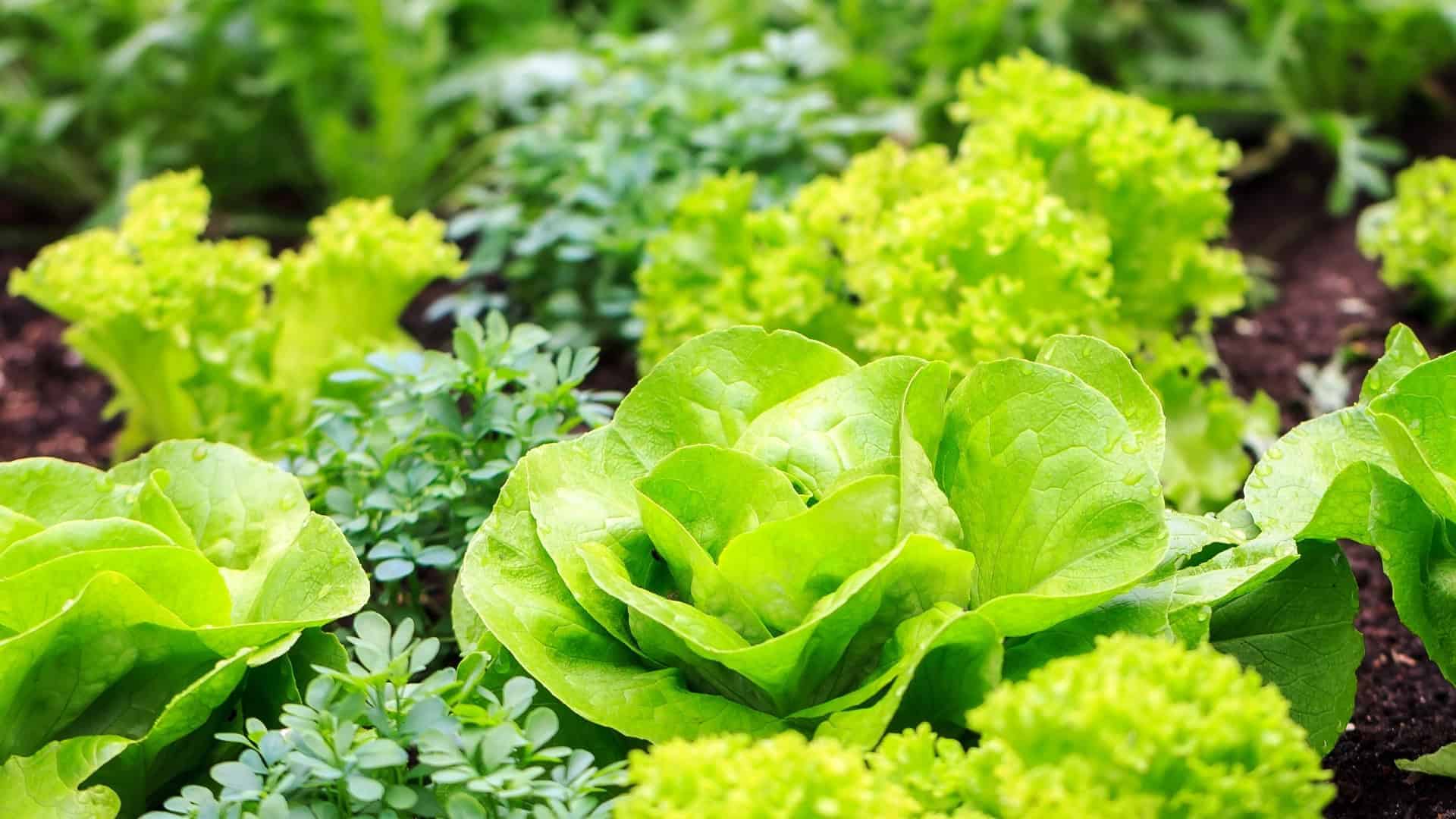 Seed Starting Class Seeds Included Winter Session - Image 9