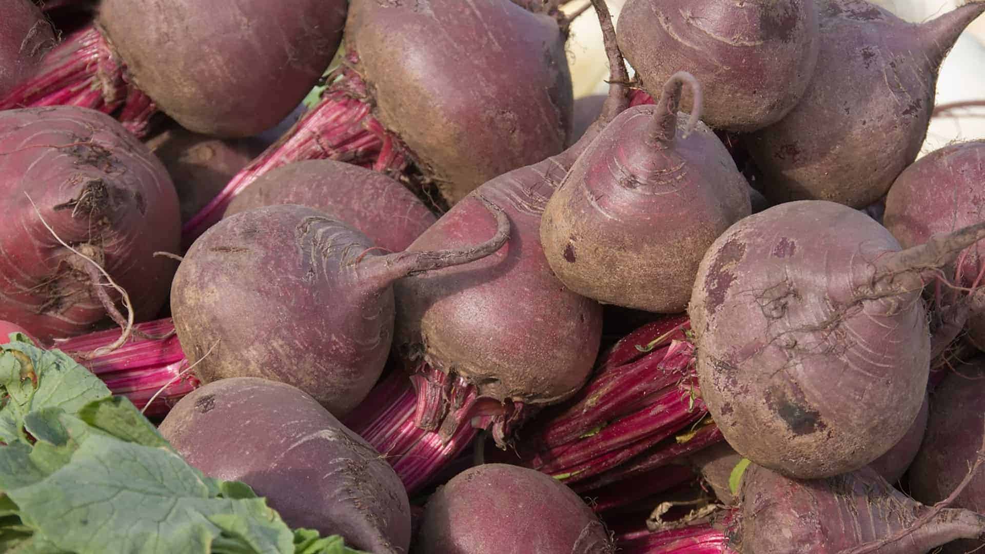 Seed Starting Class Seeds Included Winter Session - Image 8