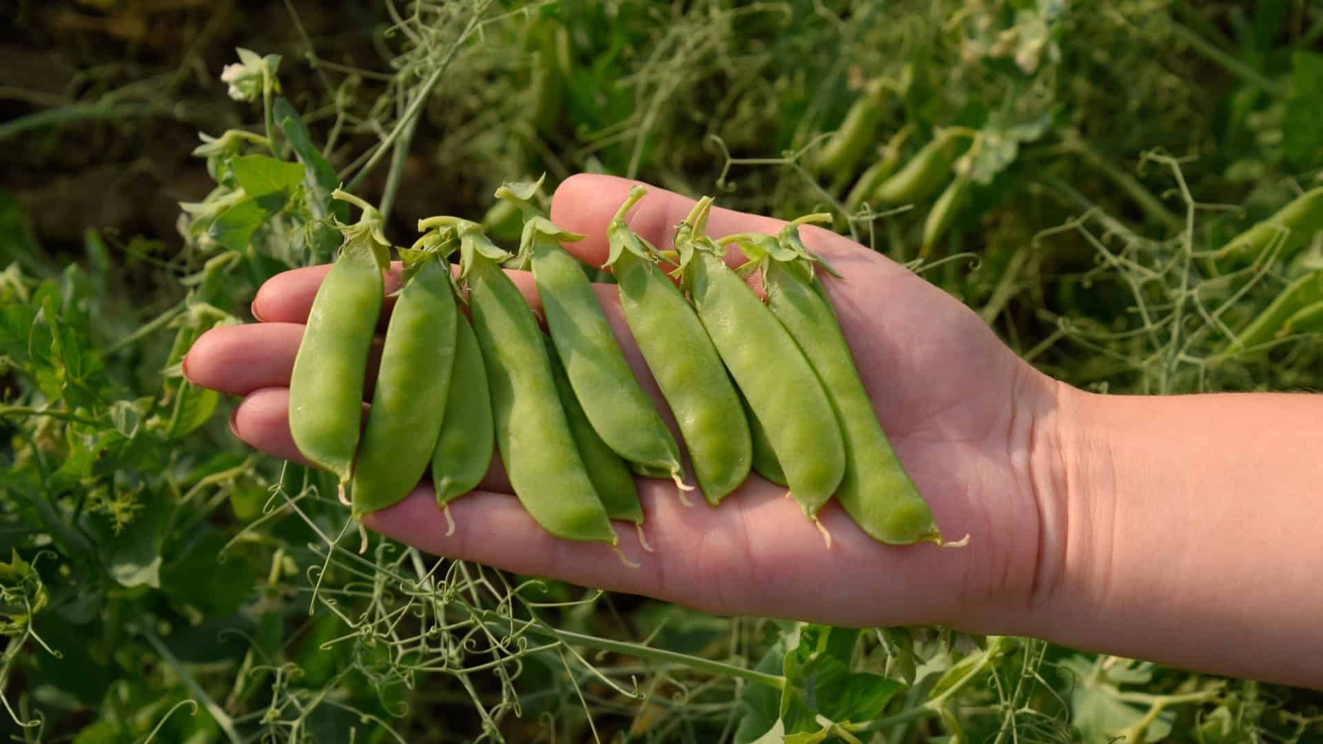 Alaska Pea Seed Bundle Sweet, Cold-Tolerant Peas for Early Harvests - Image 3