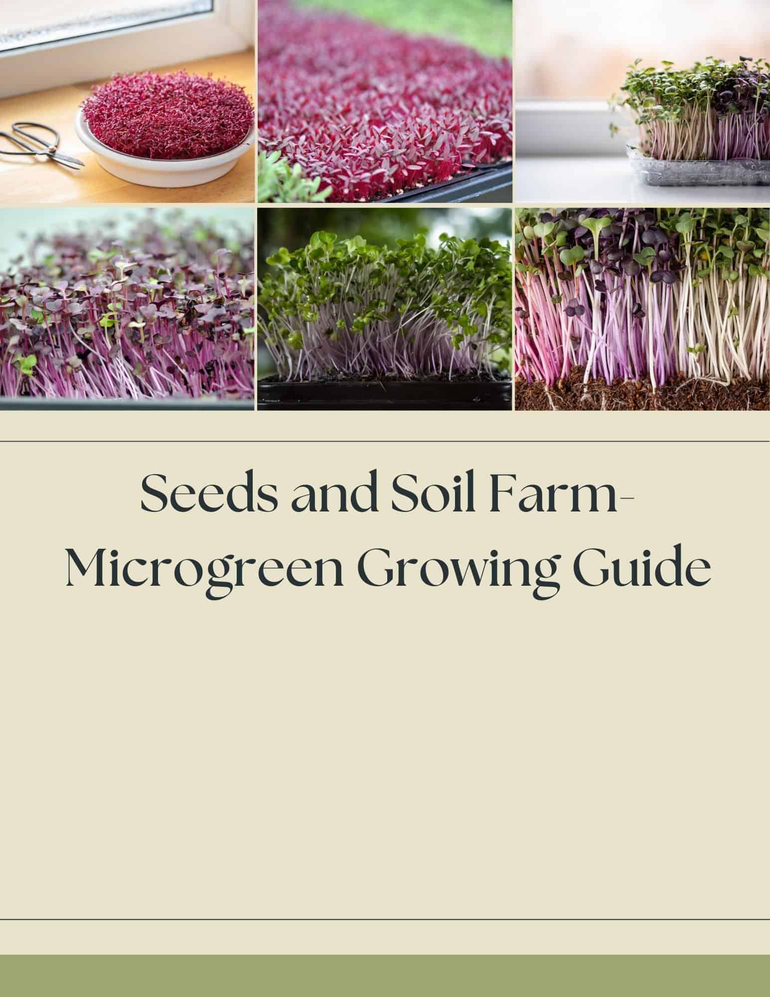 Microgreen Seeds and Online Mini course Includes Shipping - Image 5