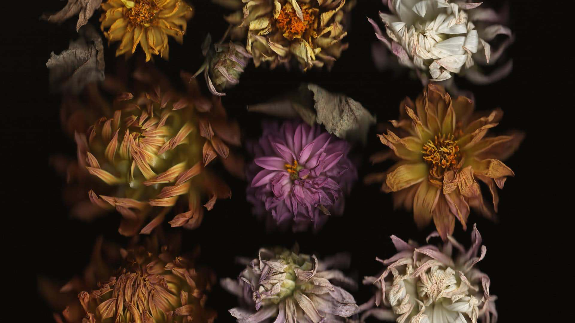 Dried Flower Seed Bundle - Image 5