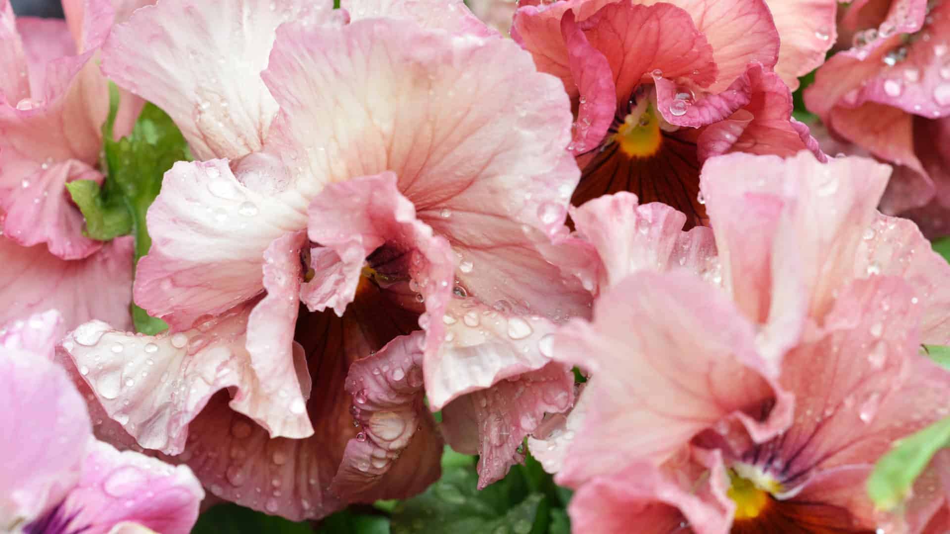 Pansy and Viola Seed Blend - Image 5