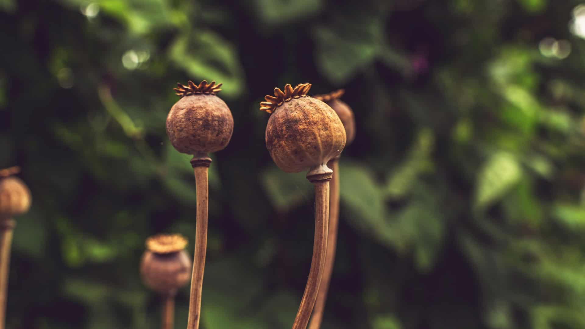 Dried Flower Seed Bundle - Image 2