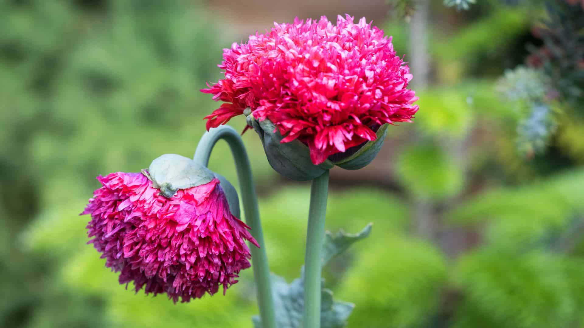 Poppy Garden Bundle - Image 2