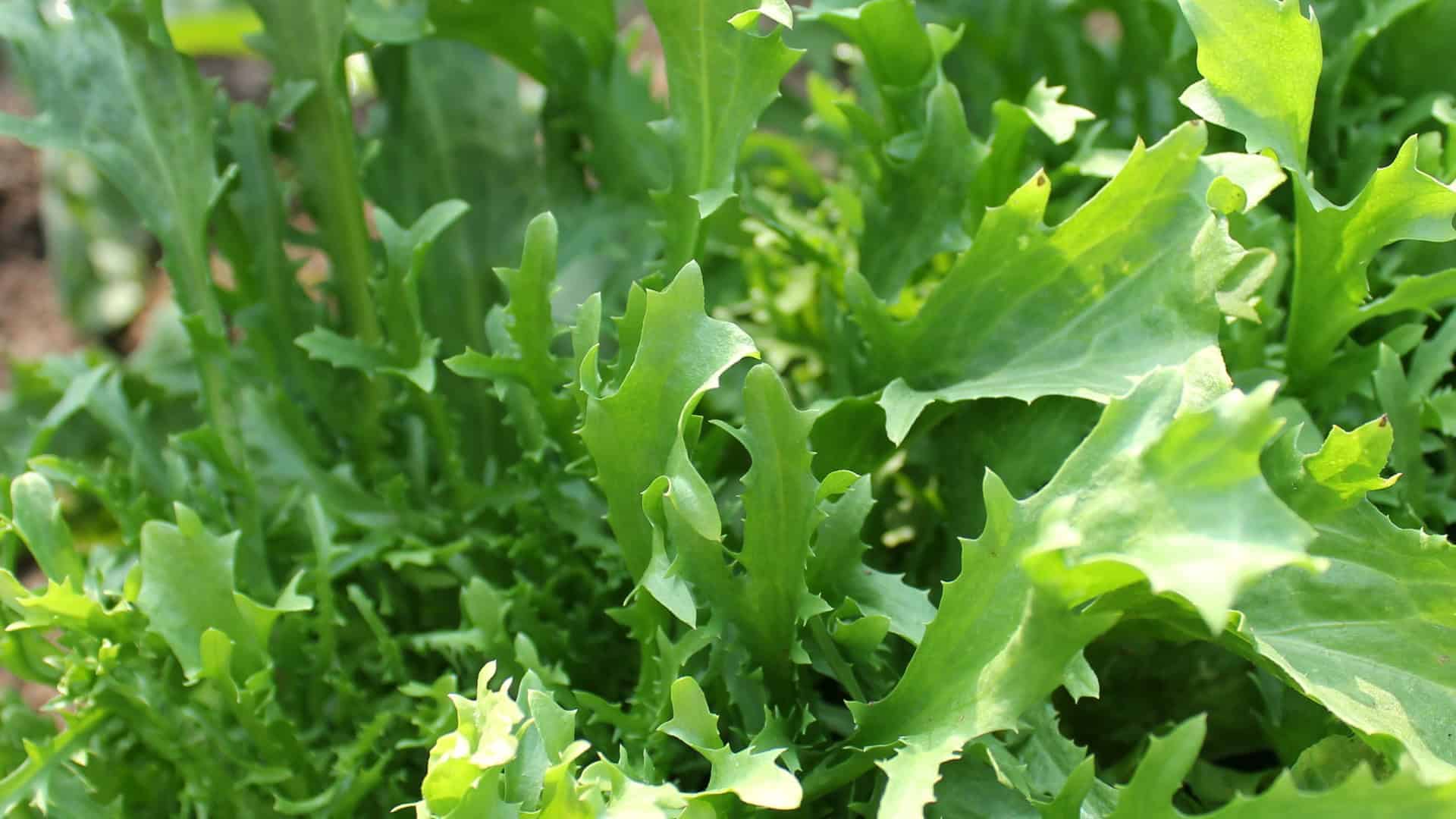 Mizuna Seed (Brassica rapa var. nipposinica) - Image 2