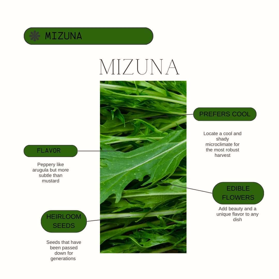Mizuna Growing Guide