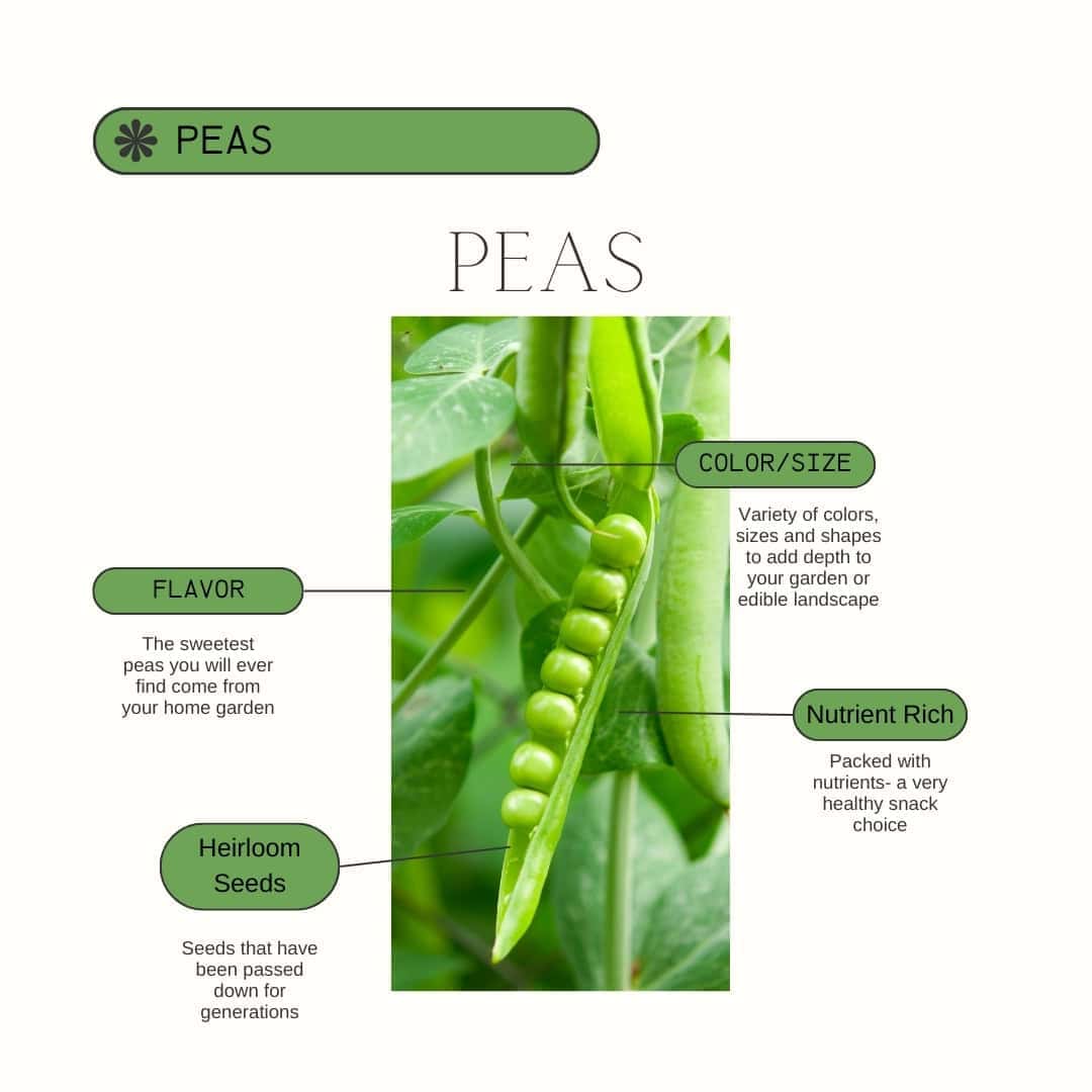 Pea Product Guide