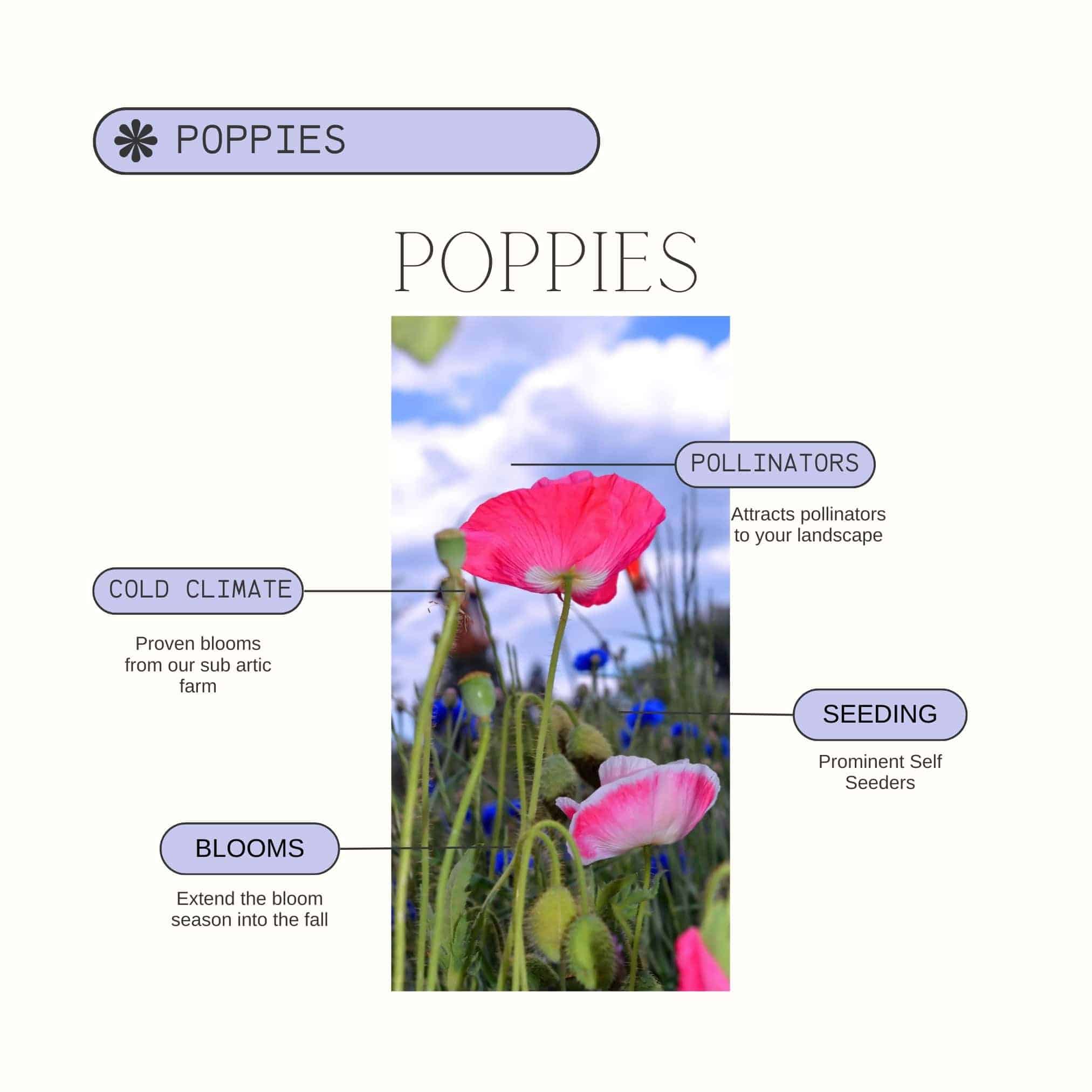 Poppy Product Details