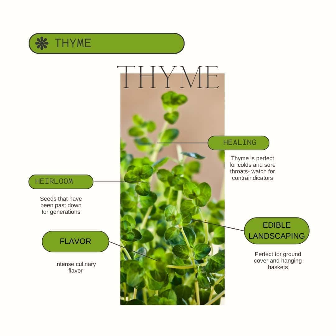 Thyme Product Guide