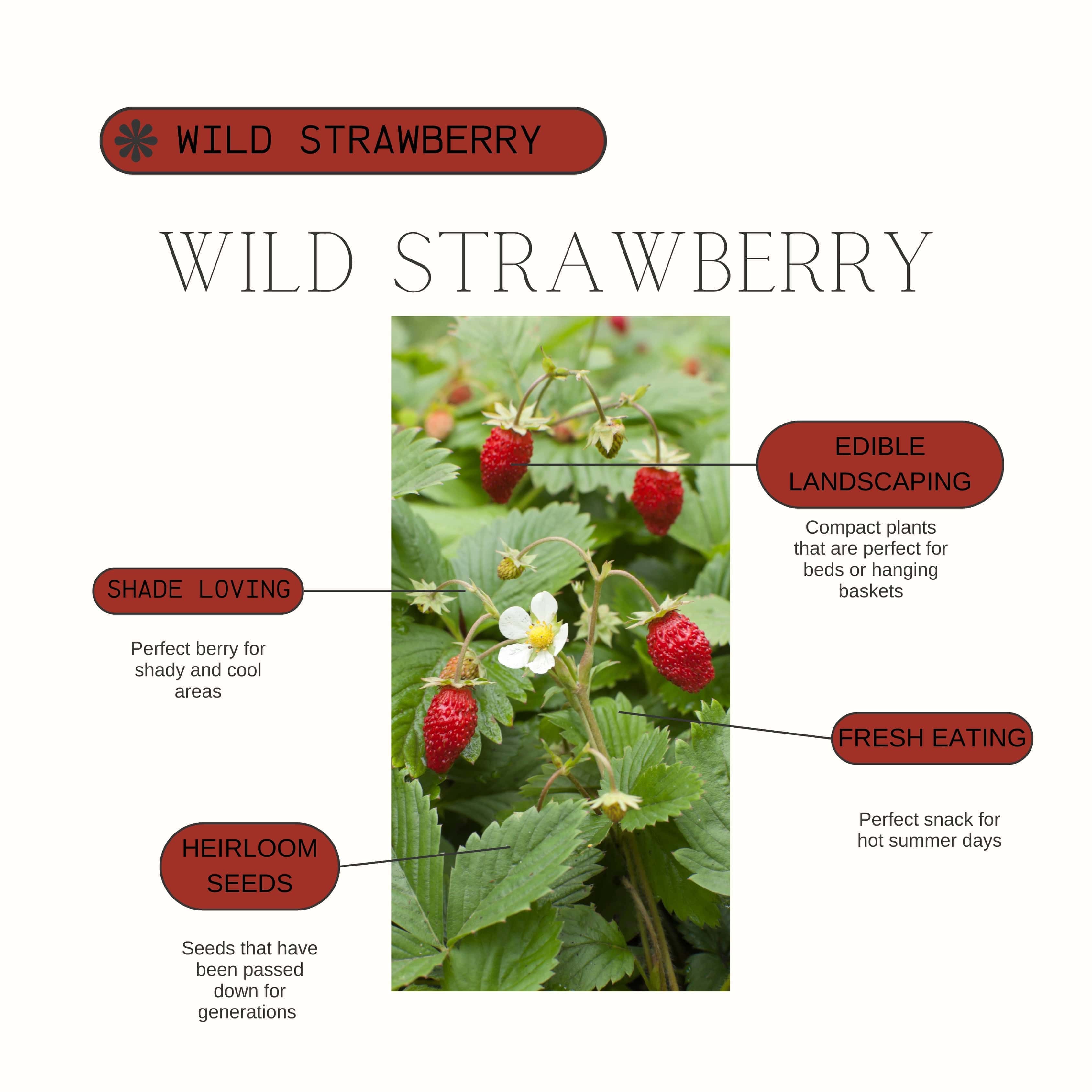 Strawberry Growing Guide