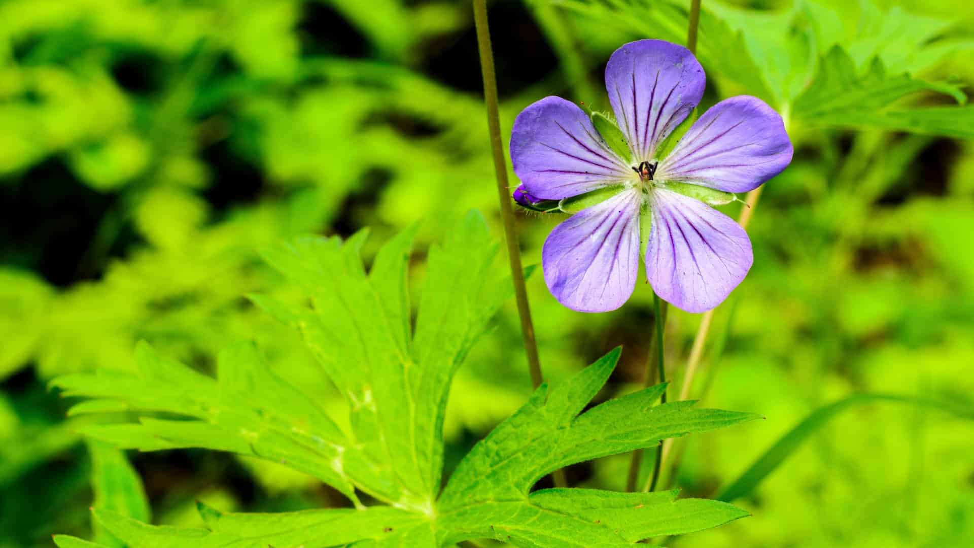 Wild Geranium Alaska Native Flower (Geranium erianthum)