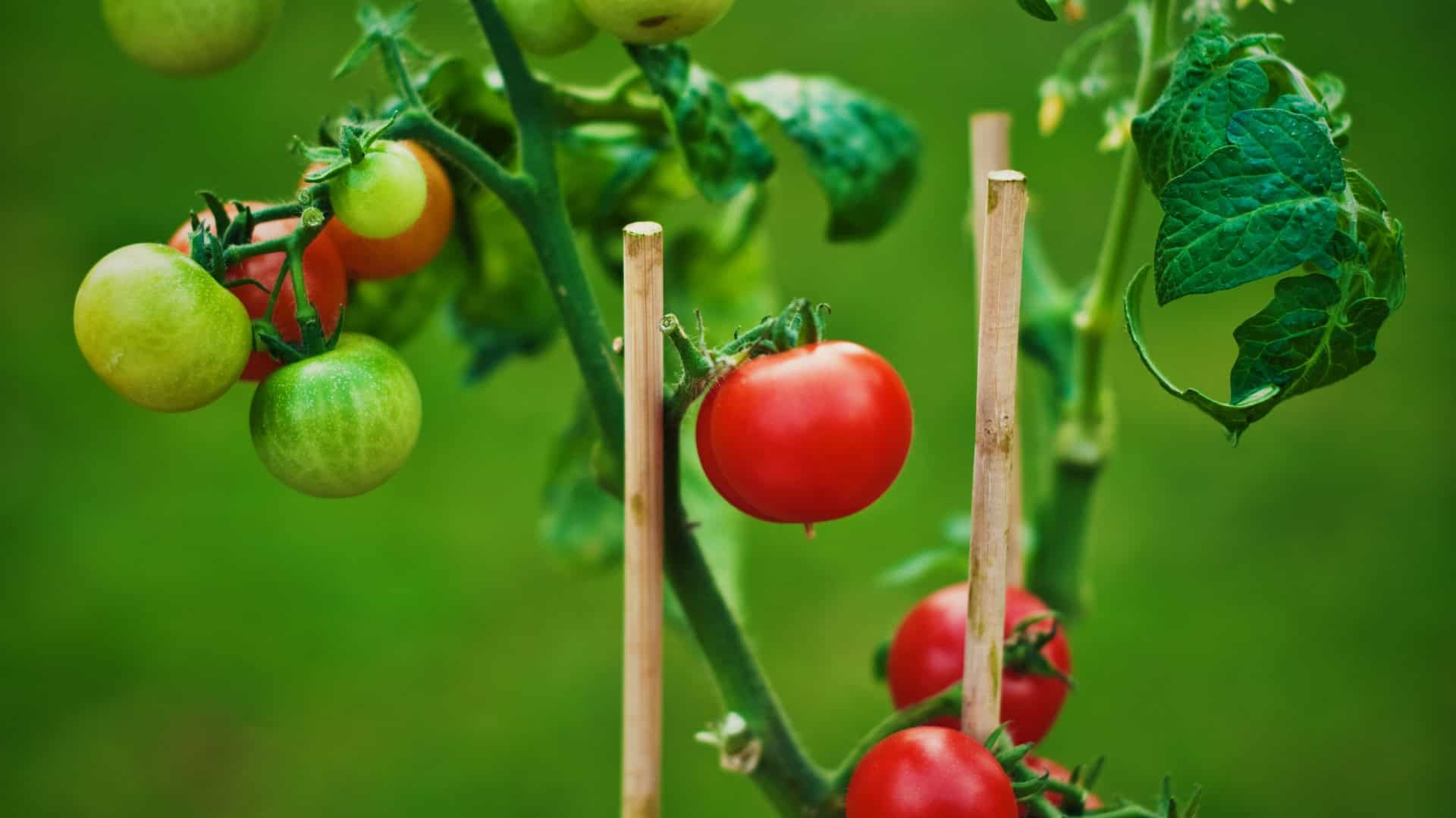 Slicing Tomato Seed Blend