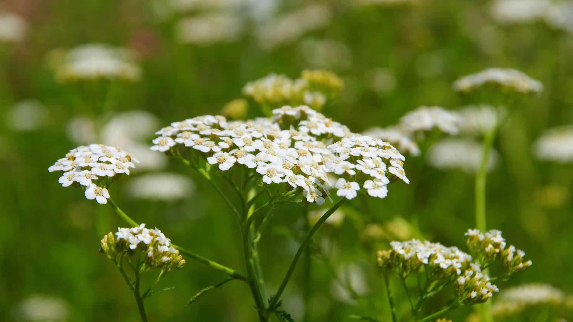 Yarrow Pictures