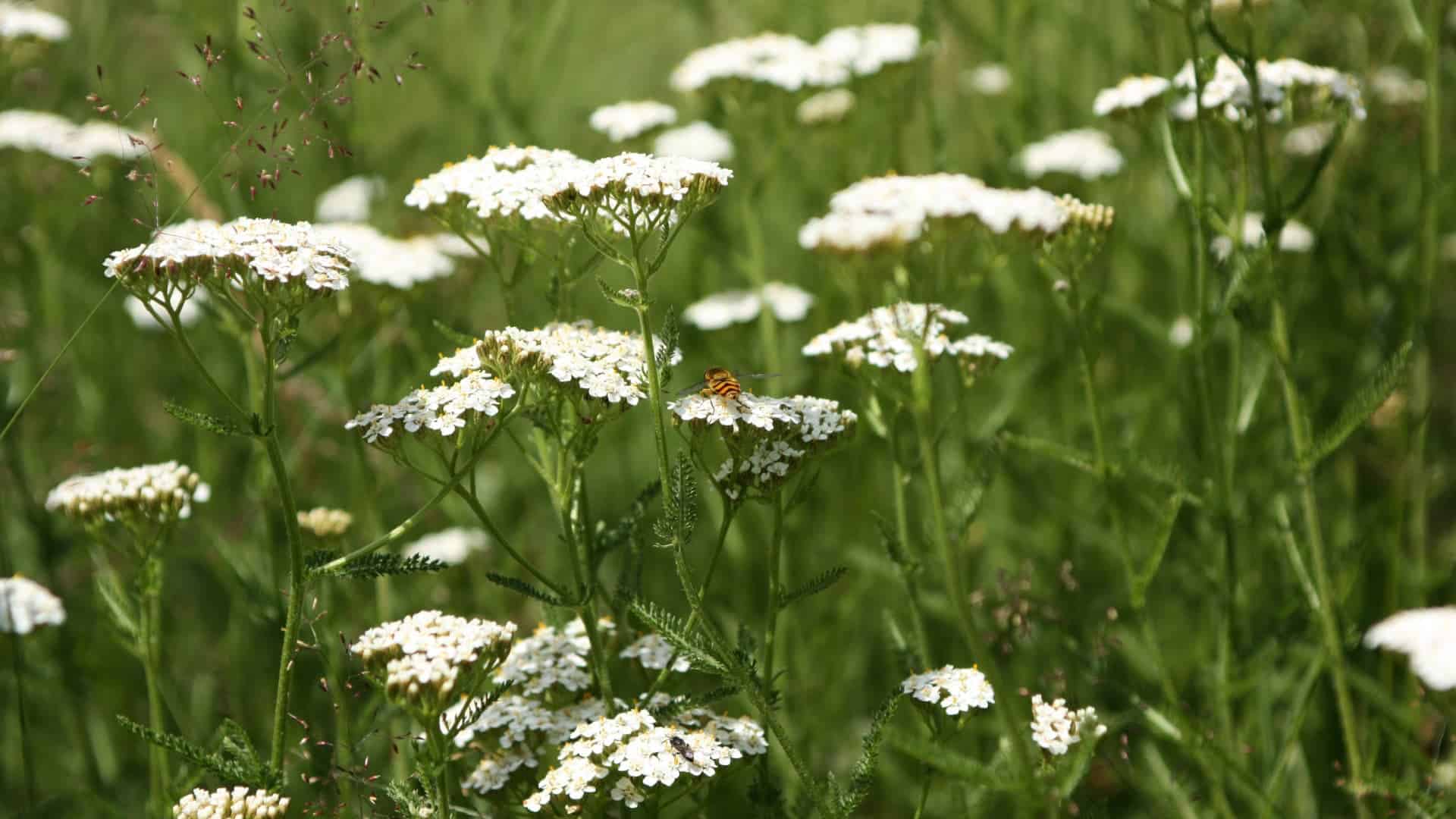 Yarrow Seed Alaska Native Flower (Achillea millefolium) - Image 4