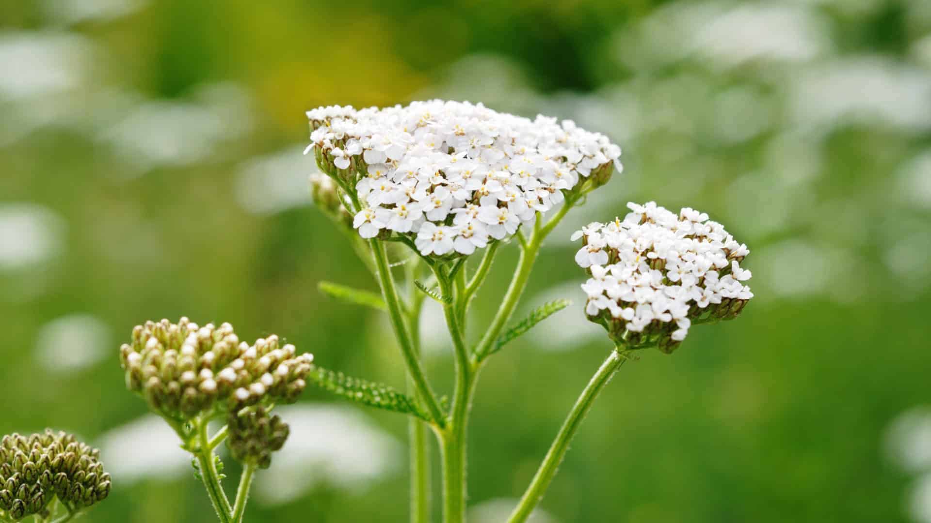 Yarrow Seed Alaska Native Flower (Achillea millefolium)