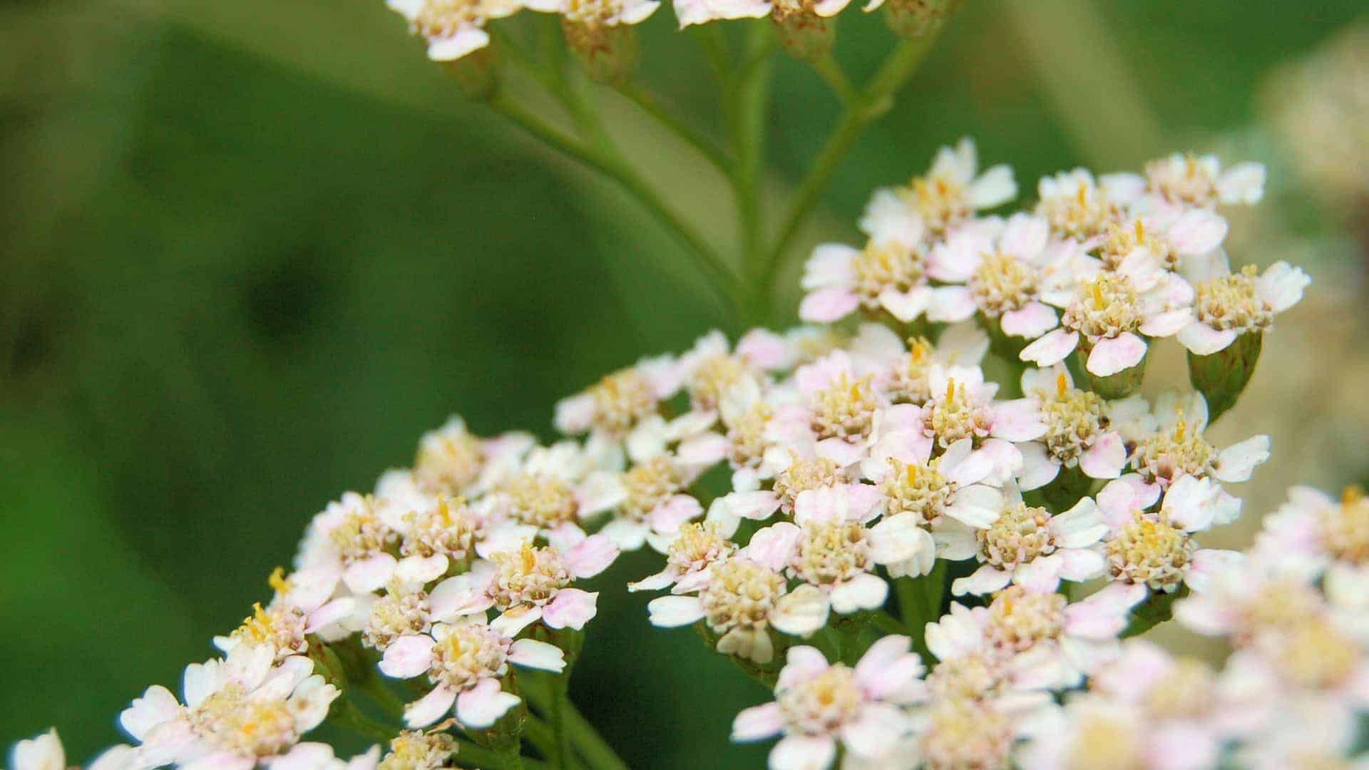 Yarrow Seed Alaska Native Flower (Achillea millefolium) - Image 6