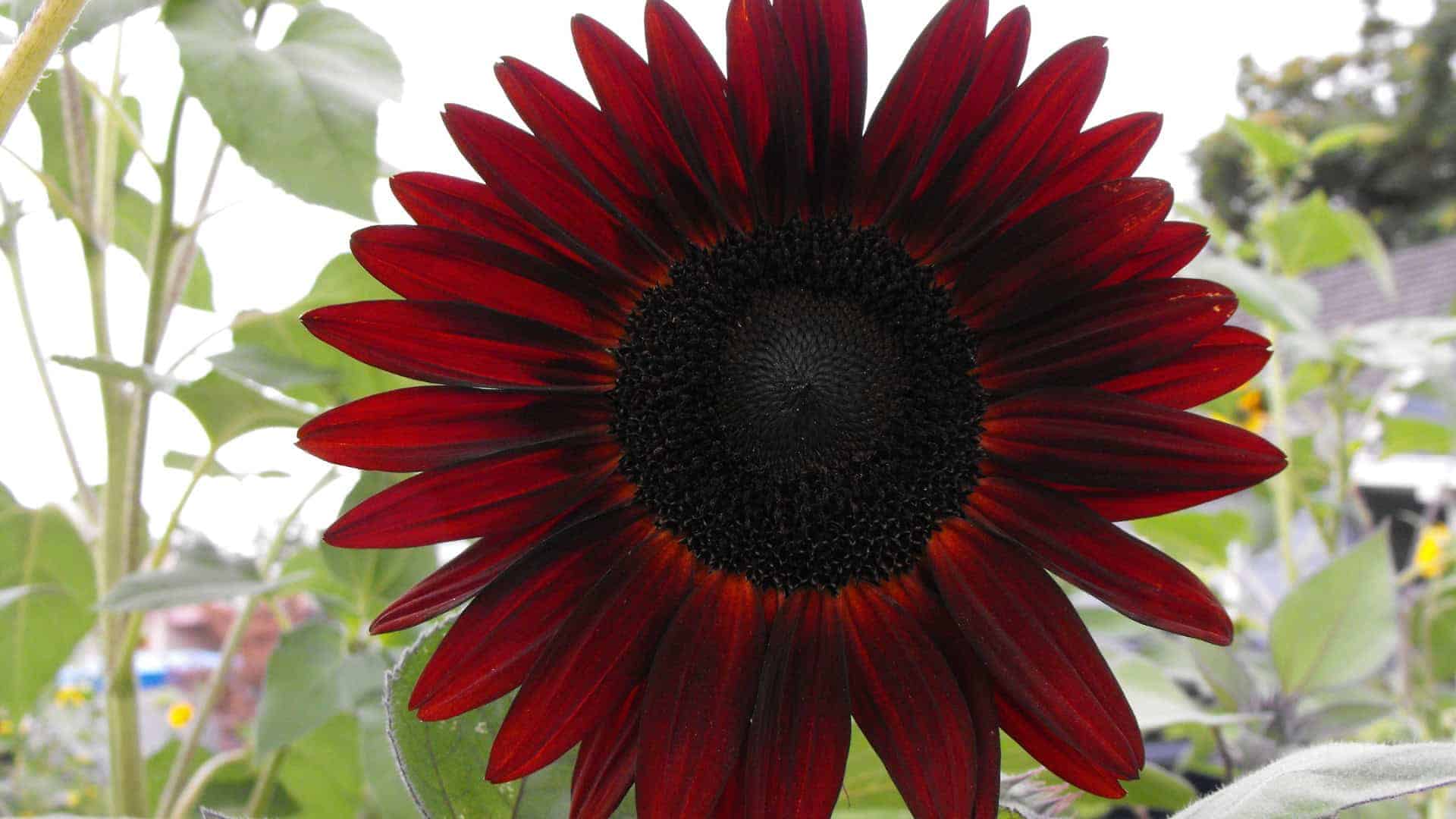 Sunflower Seed Moulin Rouge (Helianthus annuus)