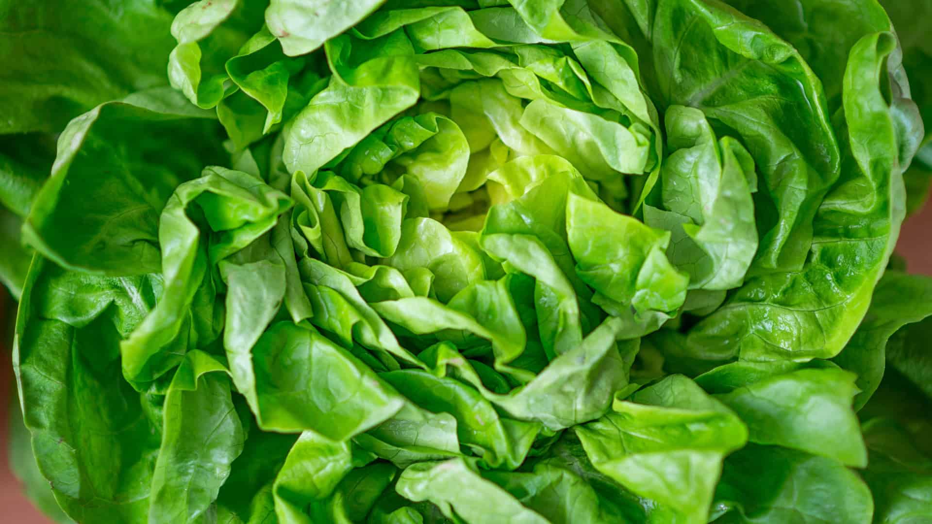 Arctic King Lettuce Seeds Cold-Hardy Butterhead for Alaska Gardens - Image 2