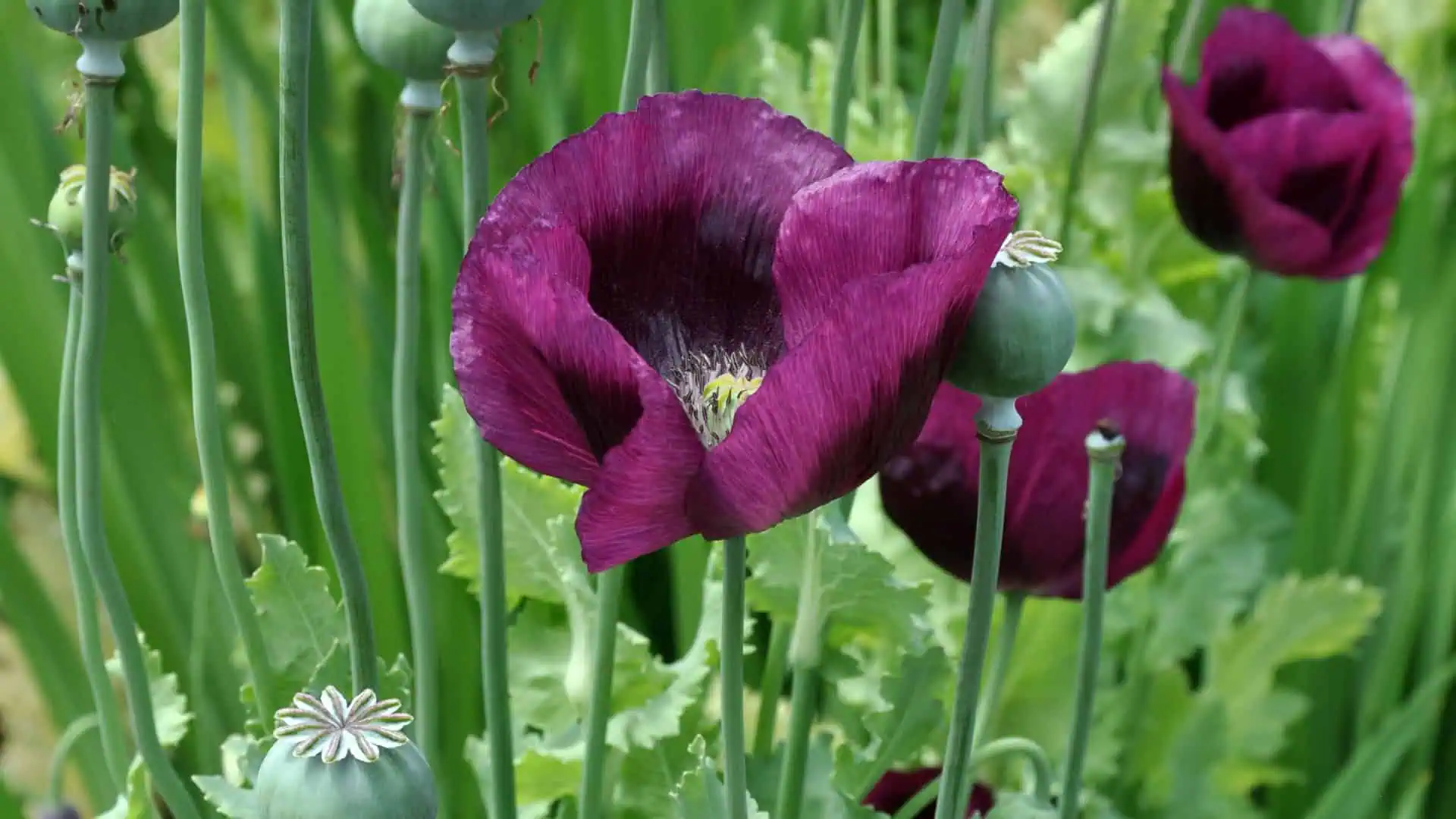 Poppy Garden Bundle - Image 8