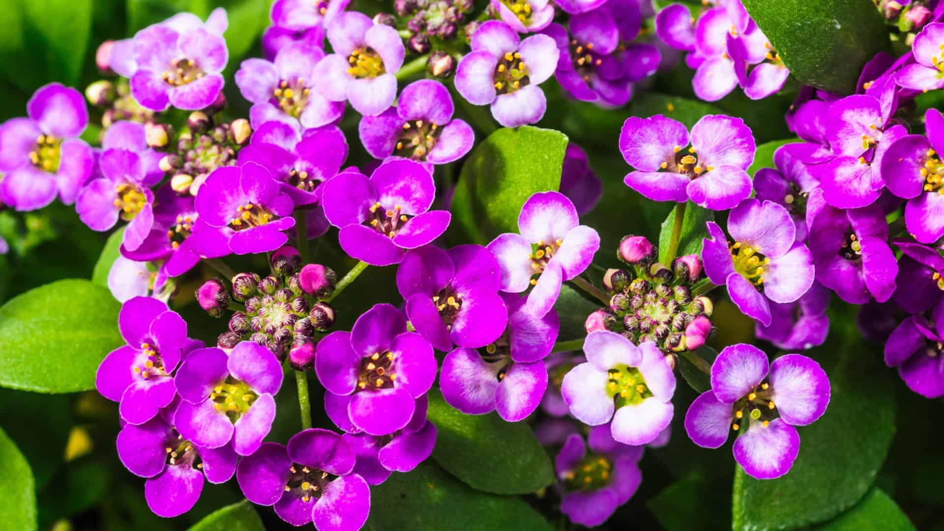 Alyssum Seed Blend (Lobularia maritima)