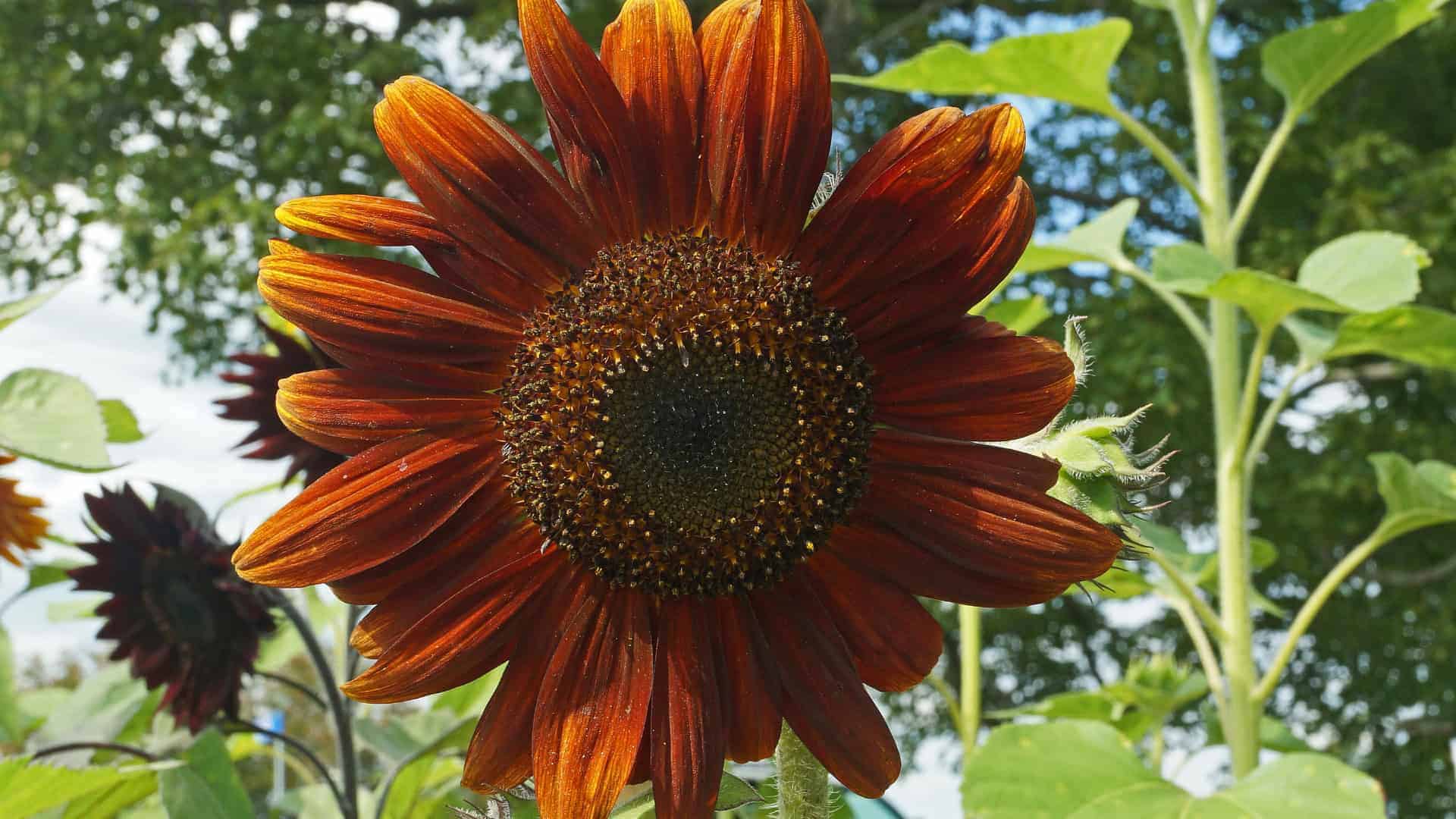 Sunflower Seed Moulin Rouge (Helianthus annuus) - Image 3