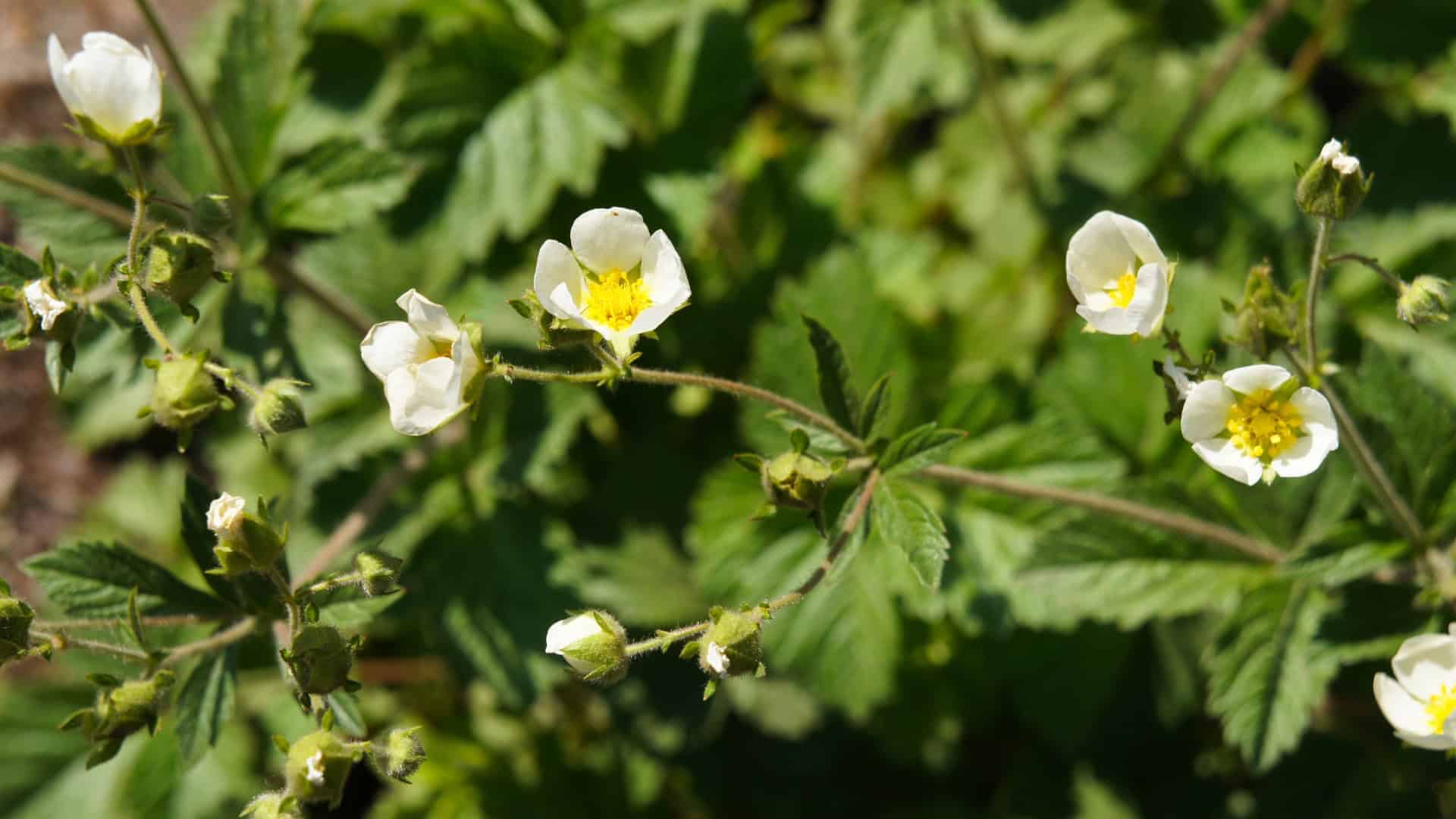 Strawberry Blend White Soul & Alpine Strawberry - Image 7