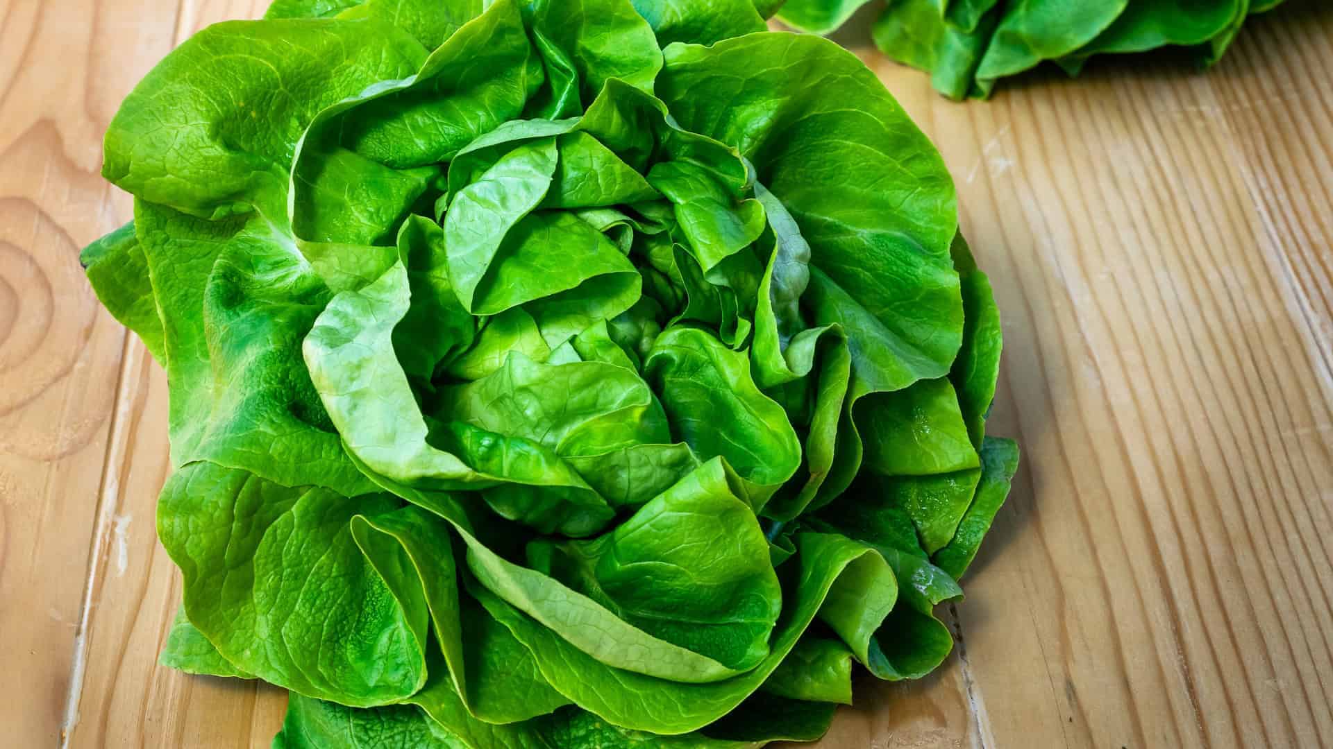 Arctic King Lettuce Seeds Cold-Hardy Butterhead for Alaska Gardens