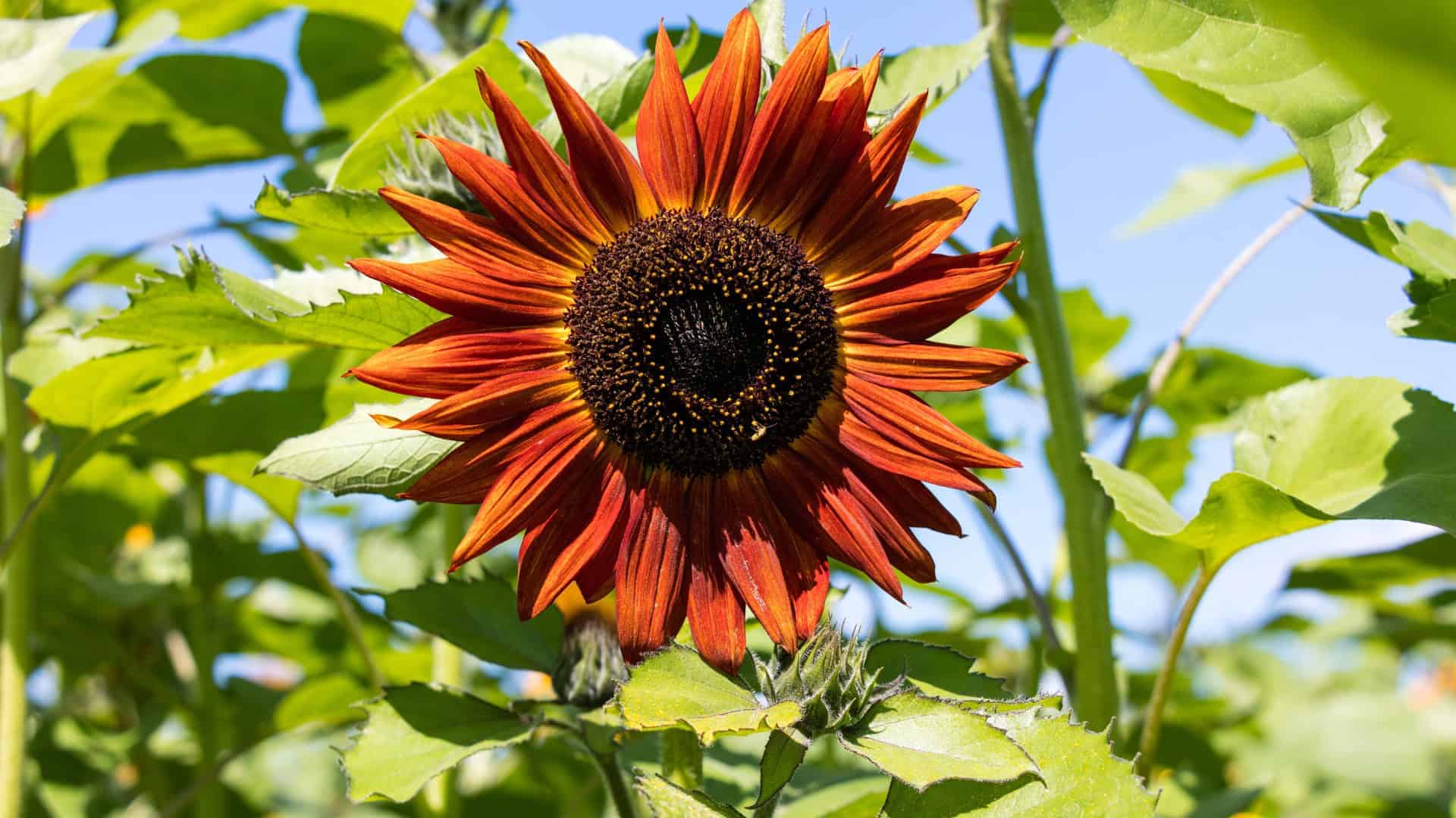 Sunflower Seed Moulin Rouge (Helianthus annuus) - Image 4