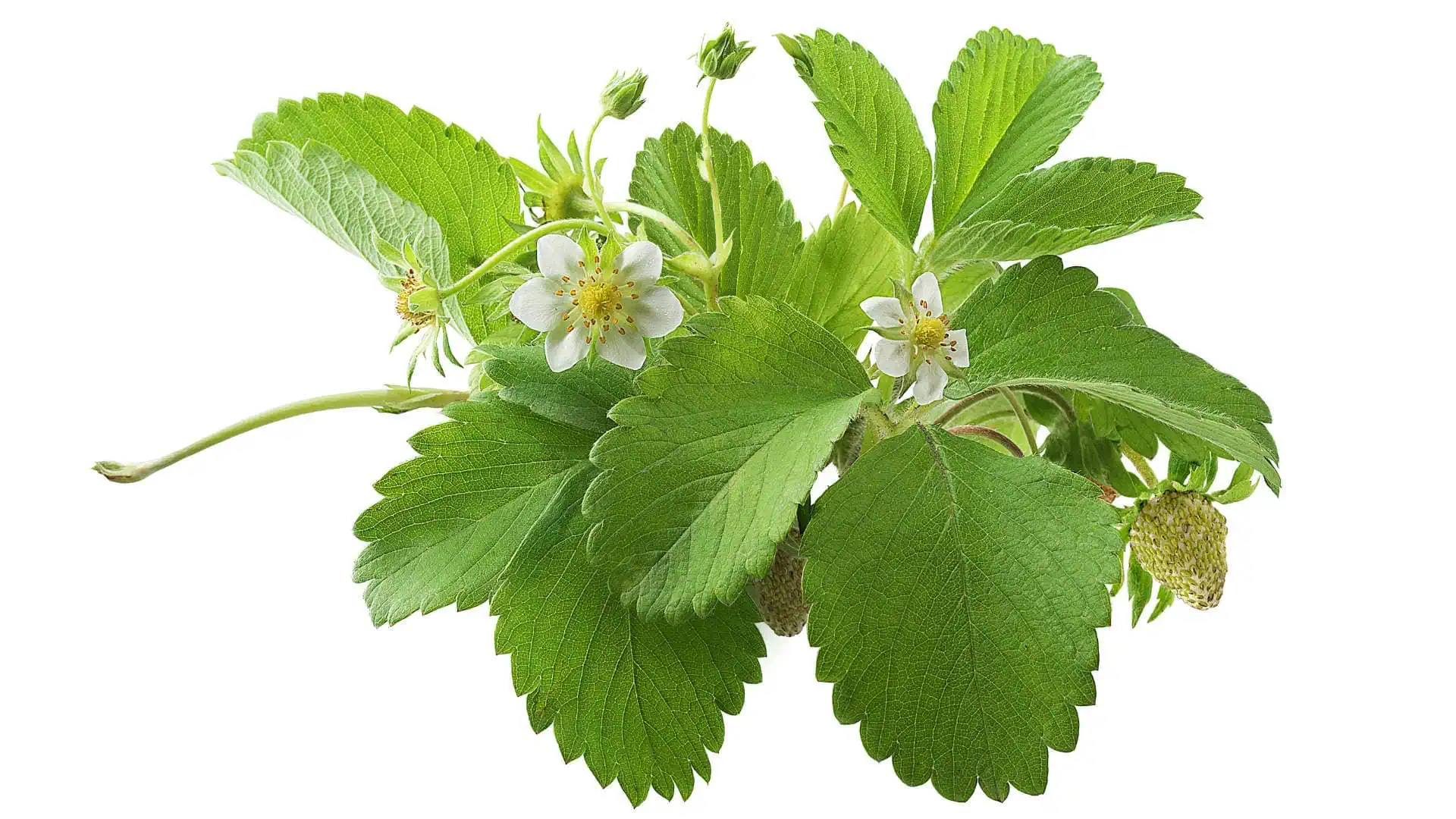 Strawberry Blend White Soul & Alpine Strawberry - Image 6