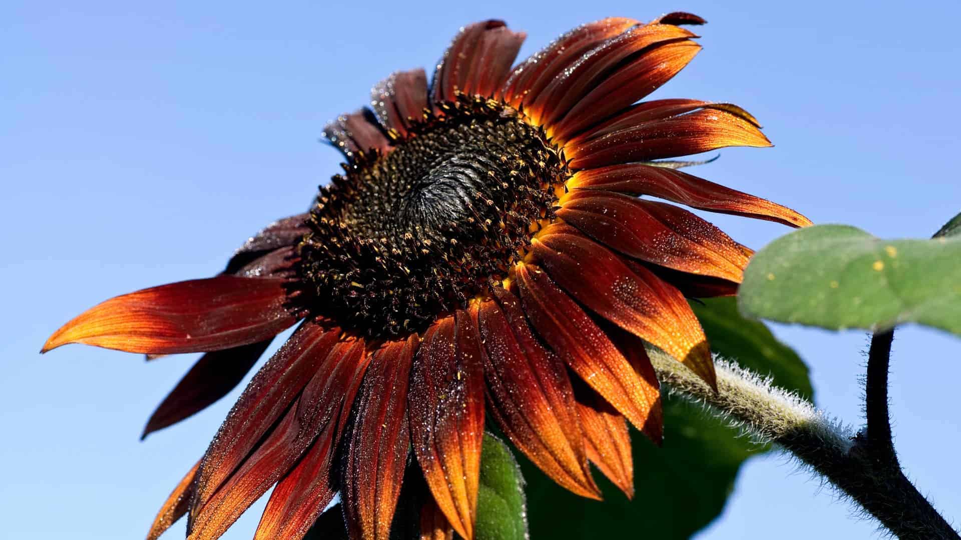 Sunflower Seed Moulin Rouge (Helianthus annuus) - Image 5