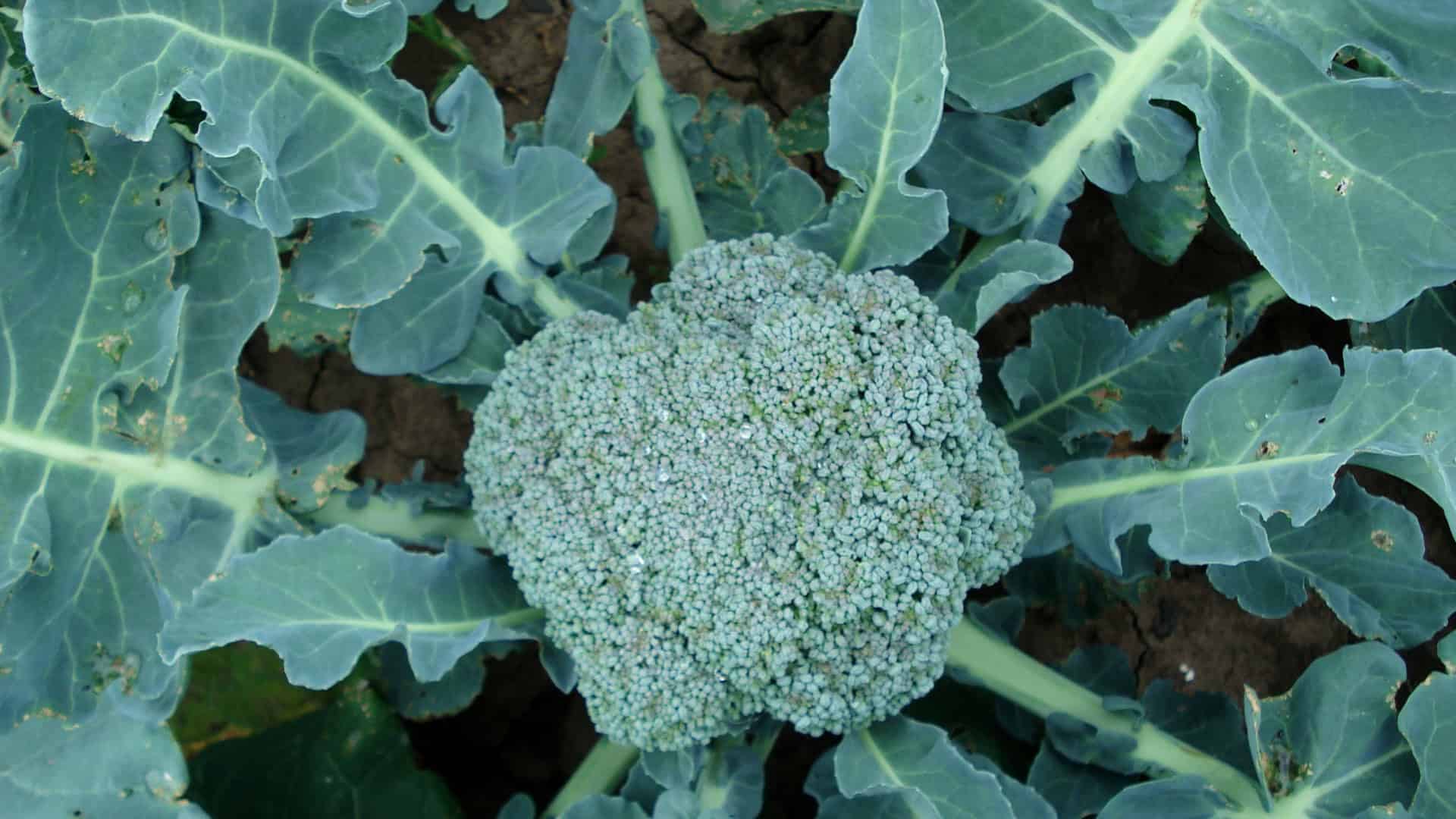 Broccoli & Cauliflower Seed Blend - Image 8