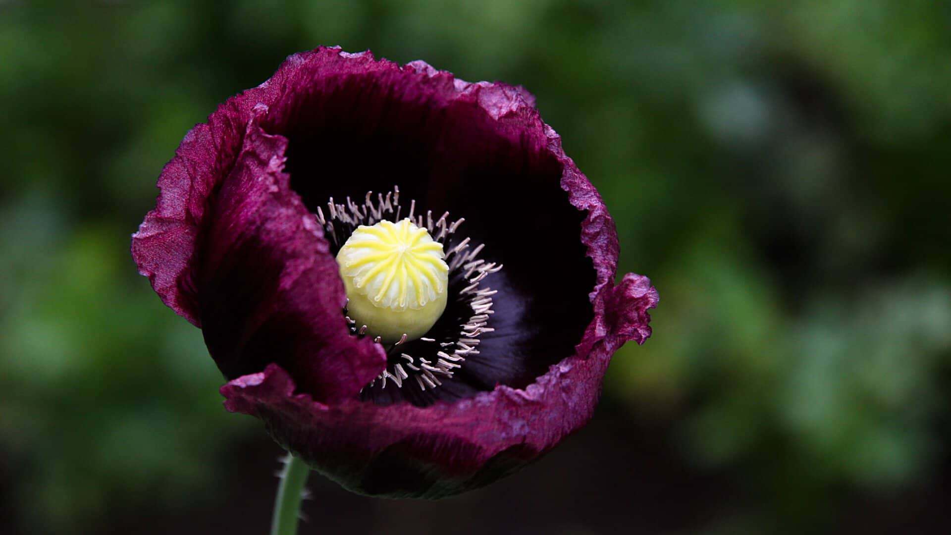 Poppy Seed Grape Heirloom (Papaver somniferum)