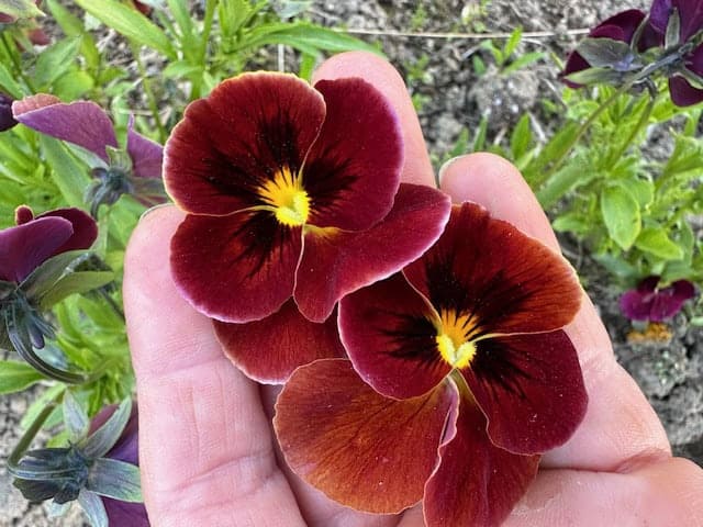 Pansy and Viola Seed Blend - Image 3