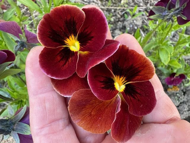 Viola Seed Arkwright Ruby (Viola cornuta) - Image 5